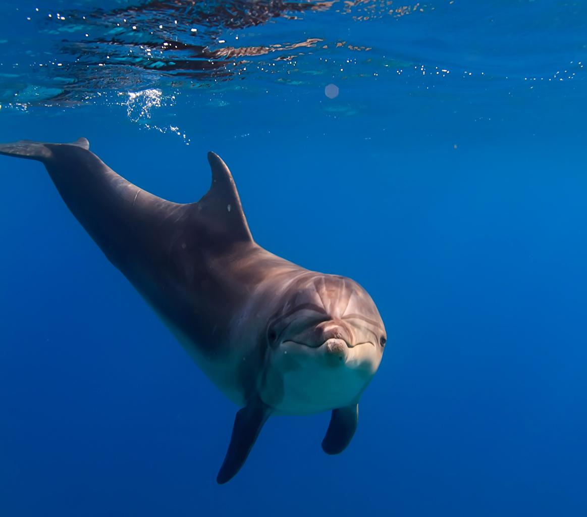 Photo Dolphins Underwater world Animals