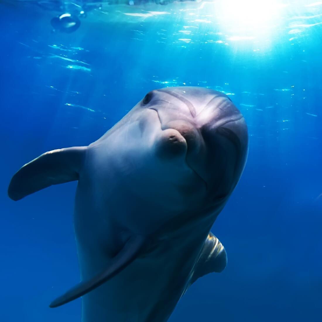 Dolphin Live Wallpaper for Android
