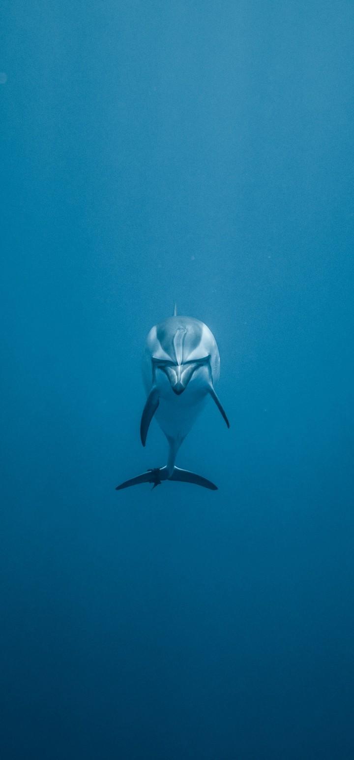 Dolphin Underwater World Swim Wallpaper - [720x1544]