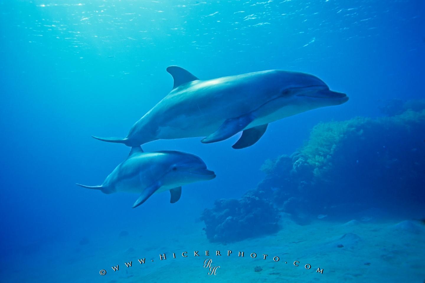Free wallpaper background: Underwater Bottlenose Dolphin Baby Mother
