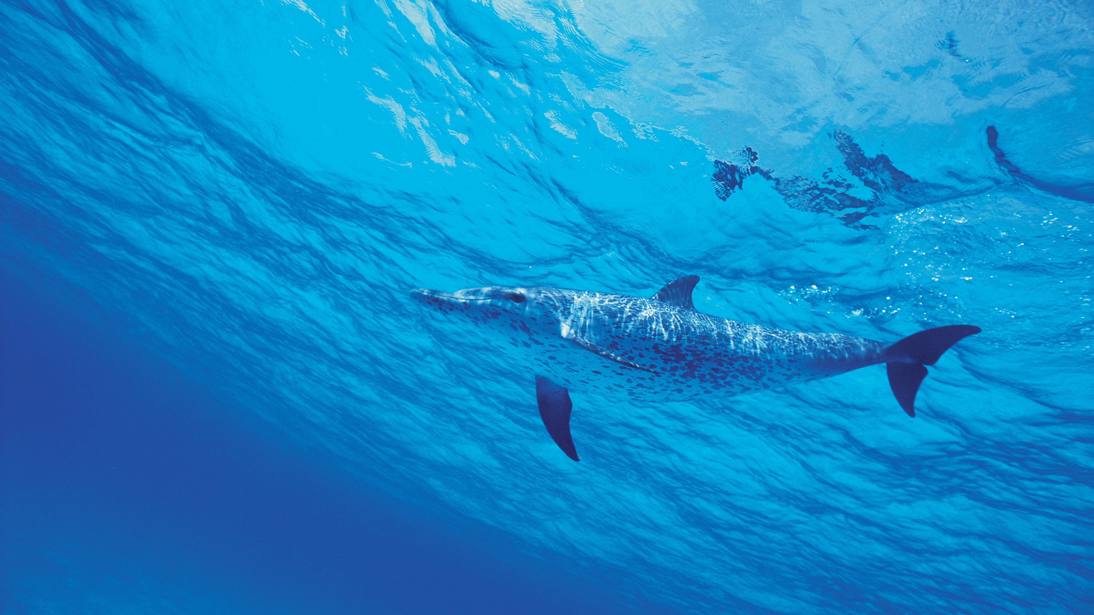 Wallpaper dolphin, underwater, 4k, Animals