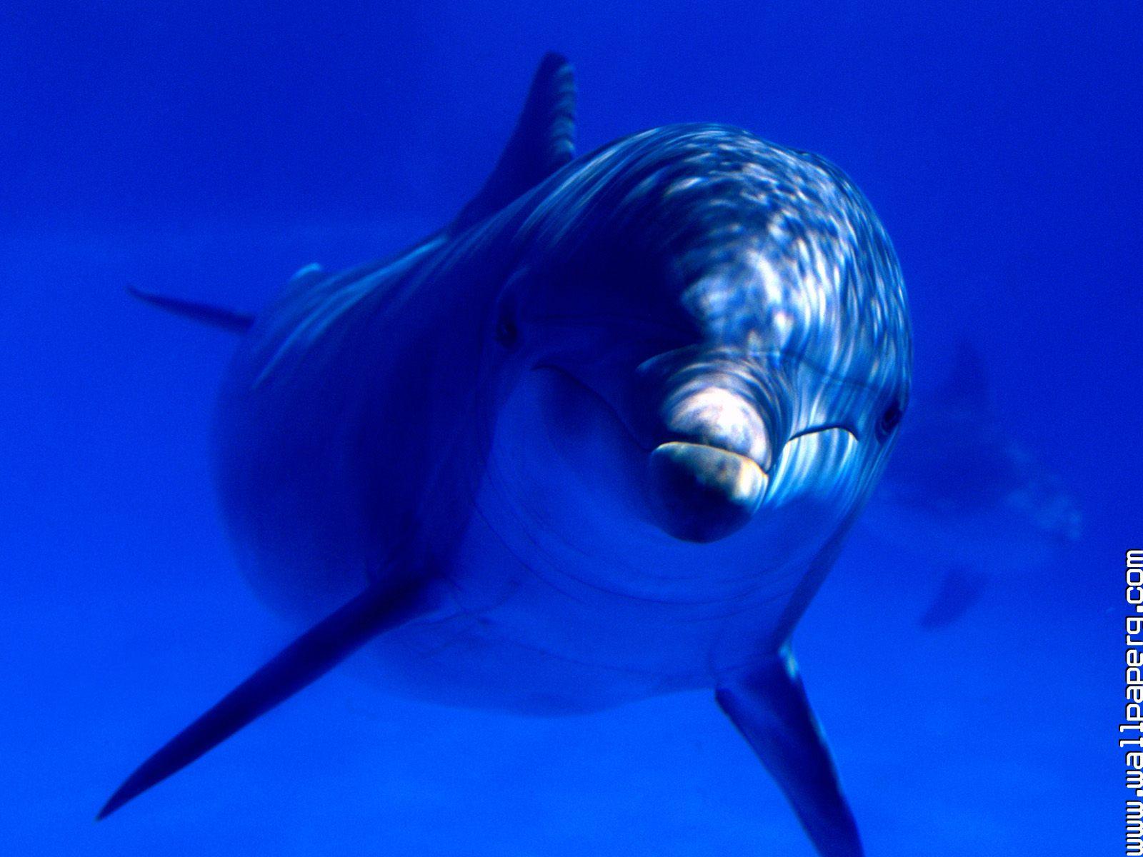 Download Aquatic curiosity, bottlenose dolphin world