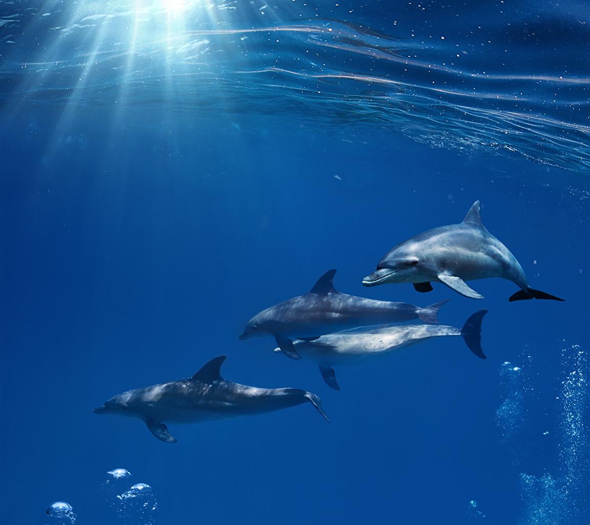 image Dolphins Underwater world Sea Water Animals