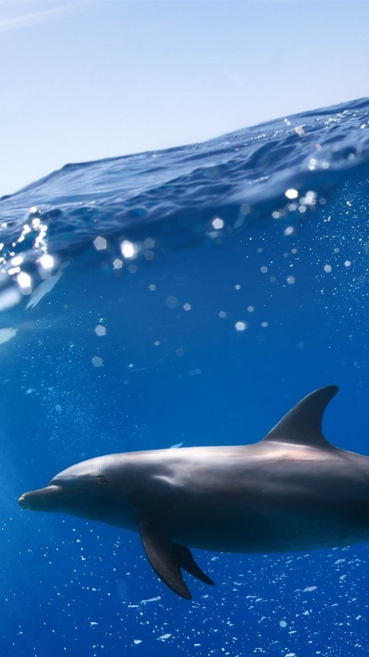 Underwater, Two Dolphins, Blue Sea 750x1334 IPhone 8 7 6 6S