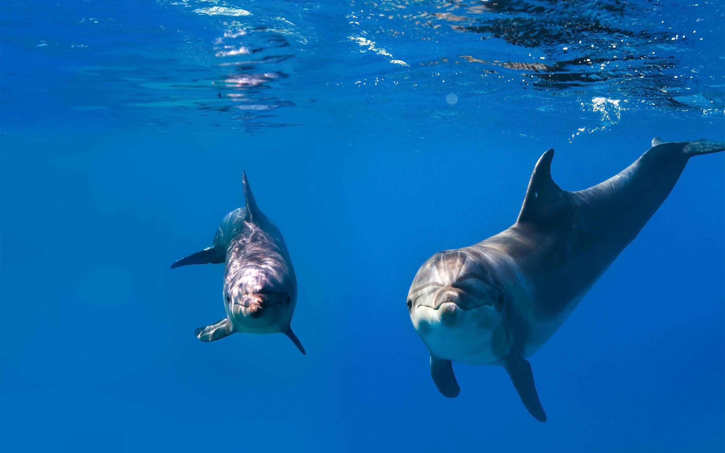 Download wallpaper dolphins, underwater, sea, wildlife, Delphinidae