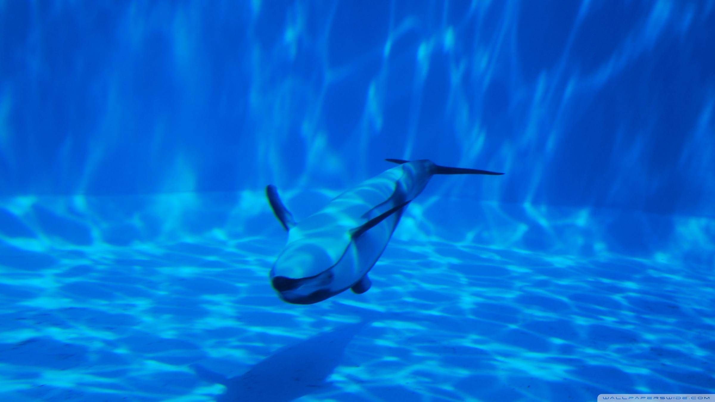 Dolphin Swimming Underwater ❤ 4K HD Desktop Wallpaper for 4K Ultra
