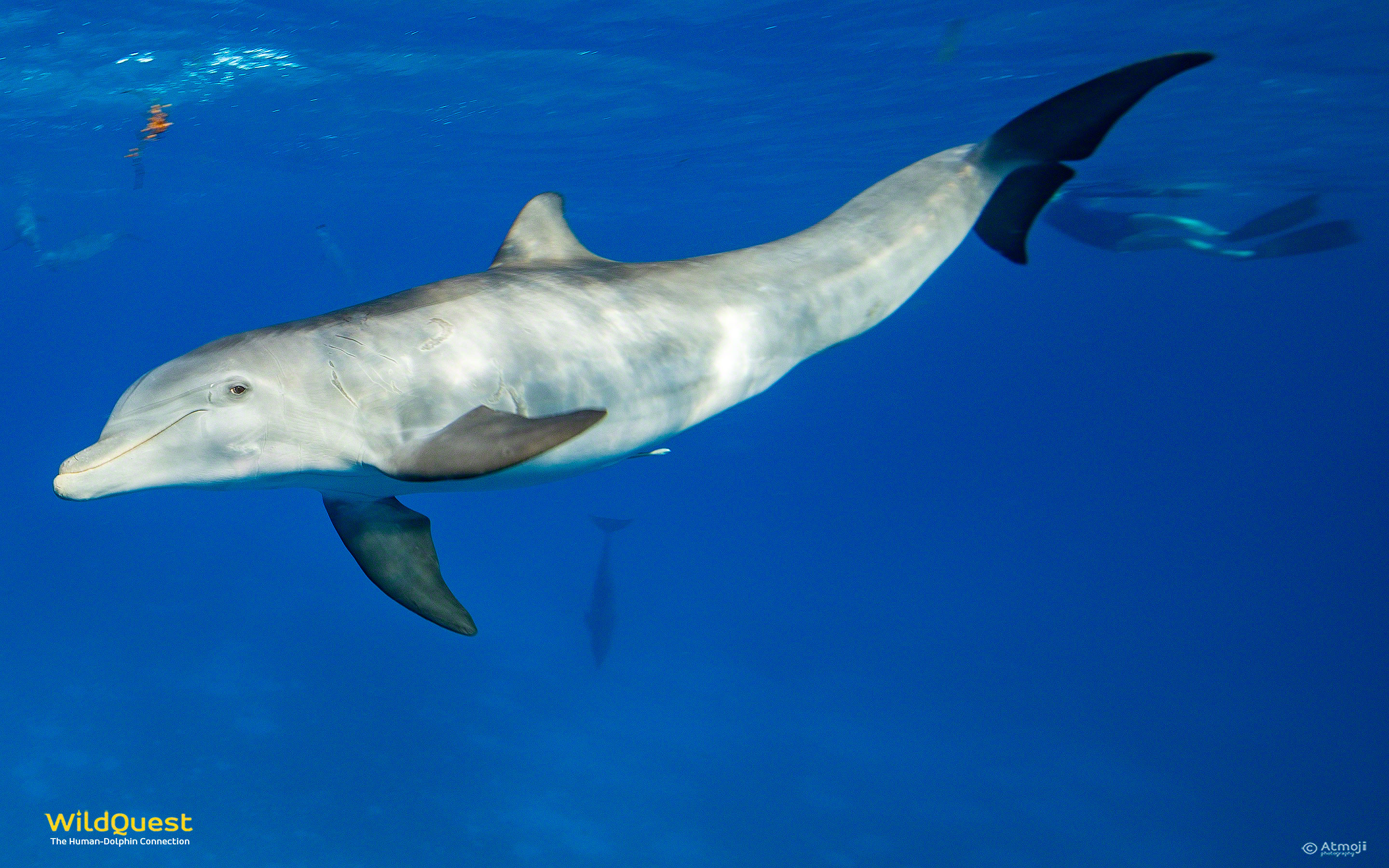 underwater dolphin Archives. WildQuest. Wild Dolphin Swims Bahamas