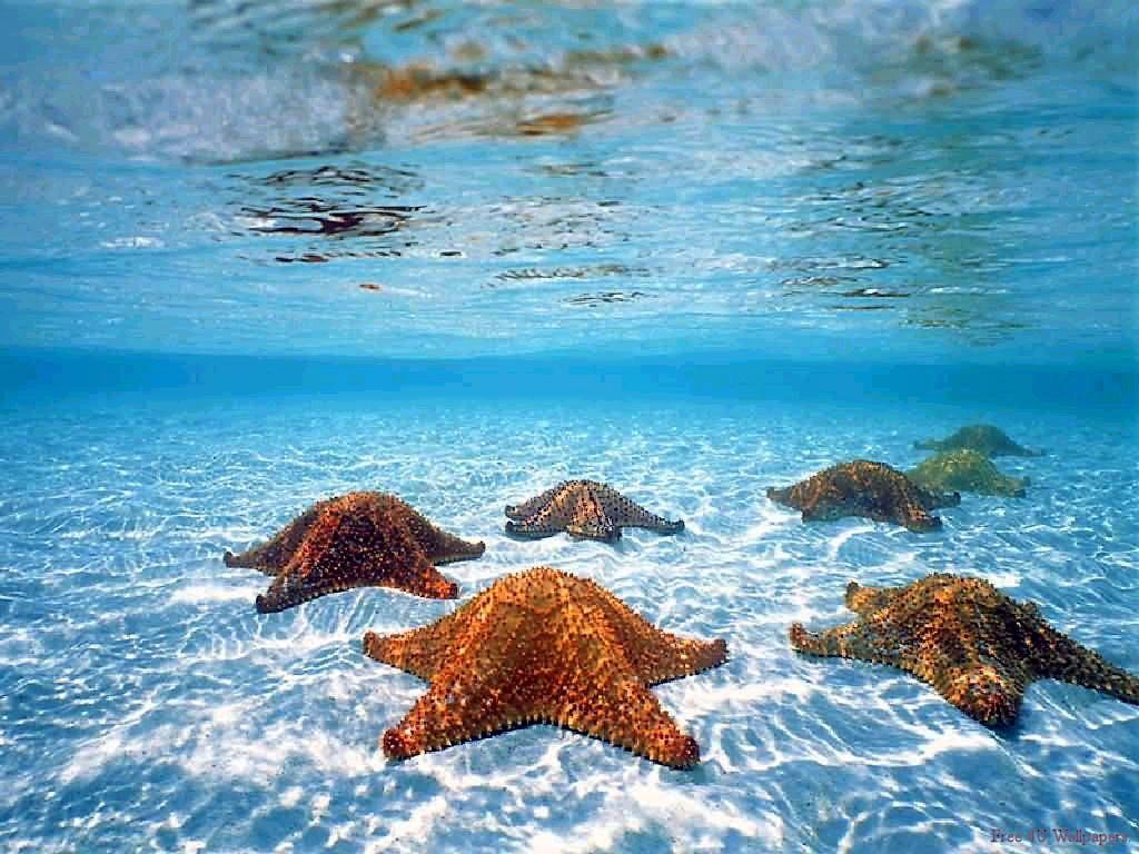 underwater starfish 6. H2O. Ocean life, Ocean unit, Underwater