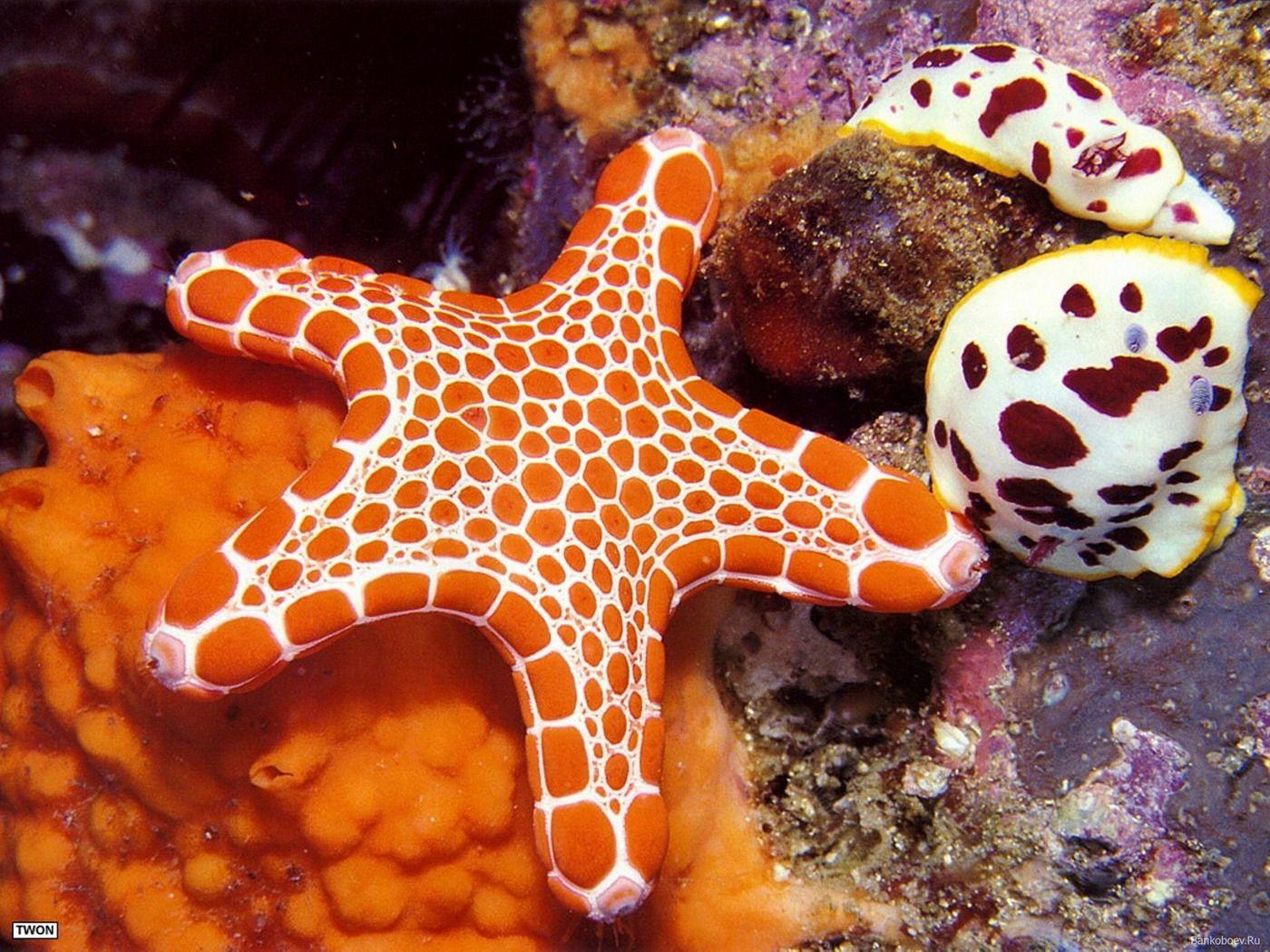 Underwater world Starfish Animals. Pattern: Natural. Ocean