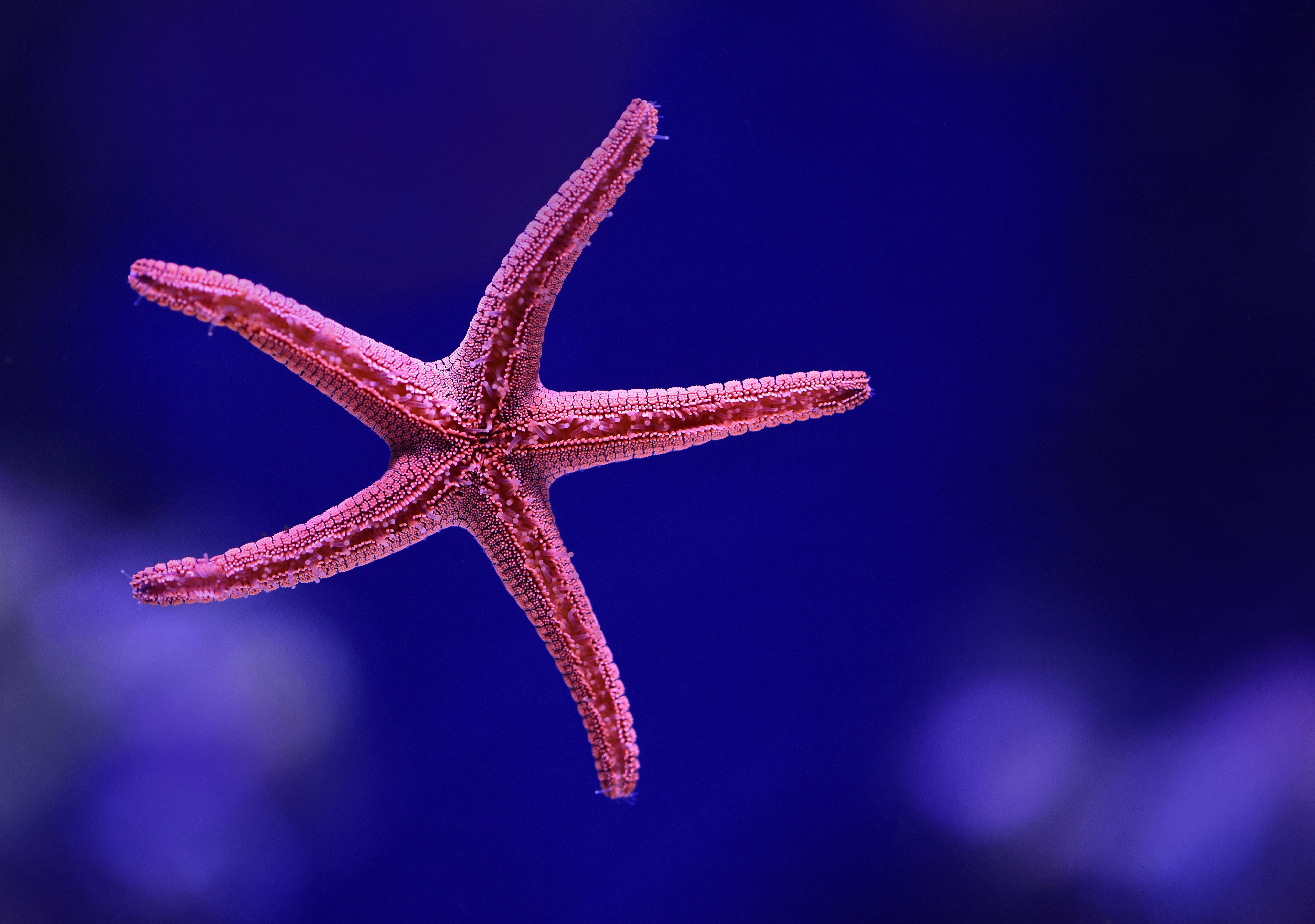 Starfish Ocean Underwater Wallpapers - Wallpaper Cave