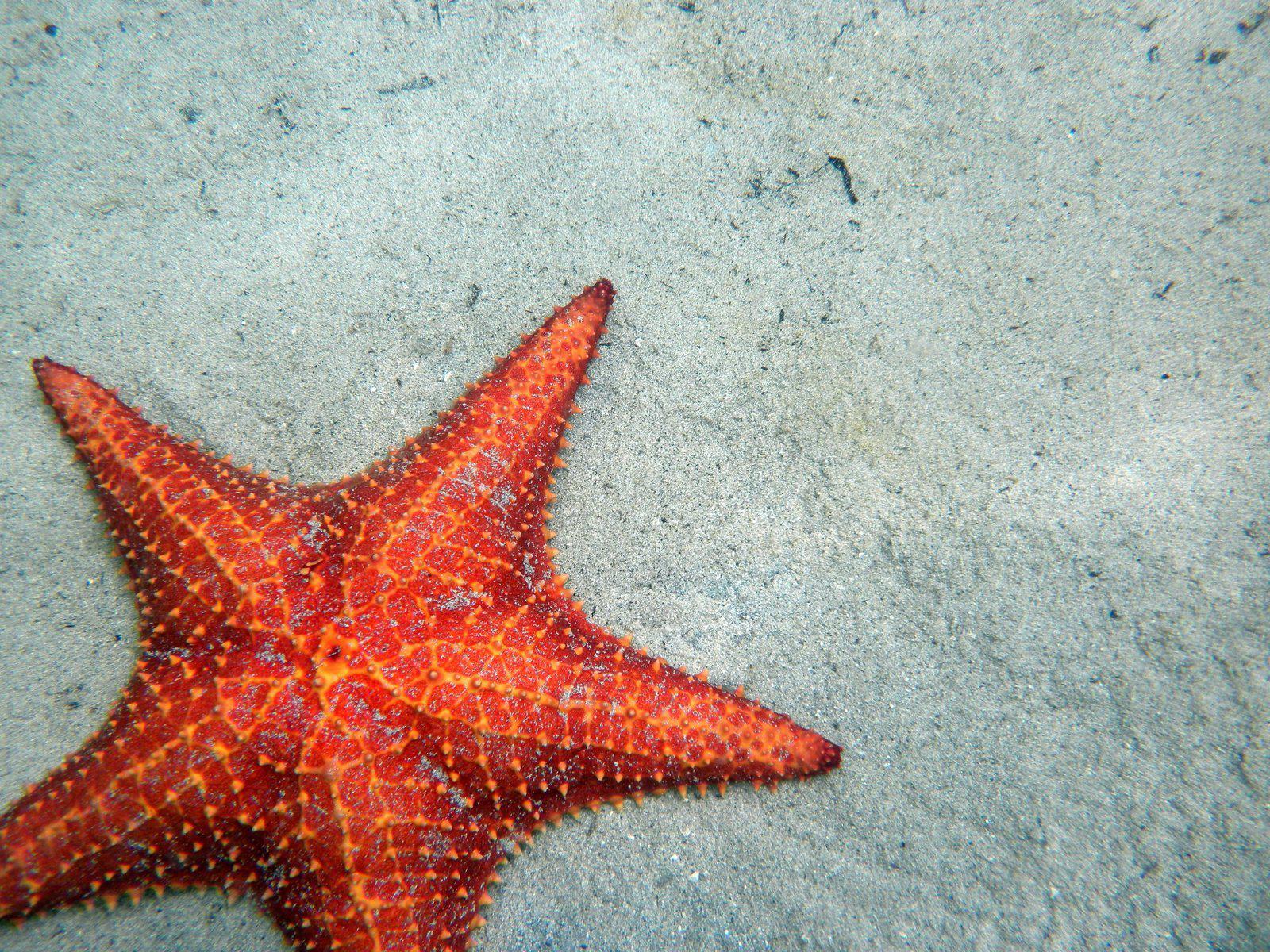 HD Starfish Ocean Sea Sealife Fish Bokeh Photo Gallery Wallpaper