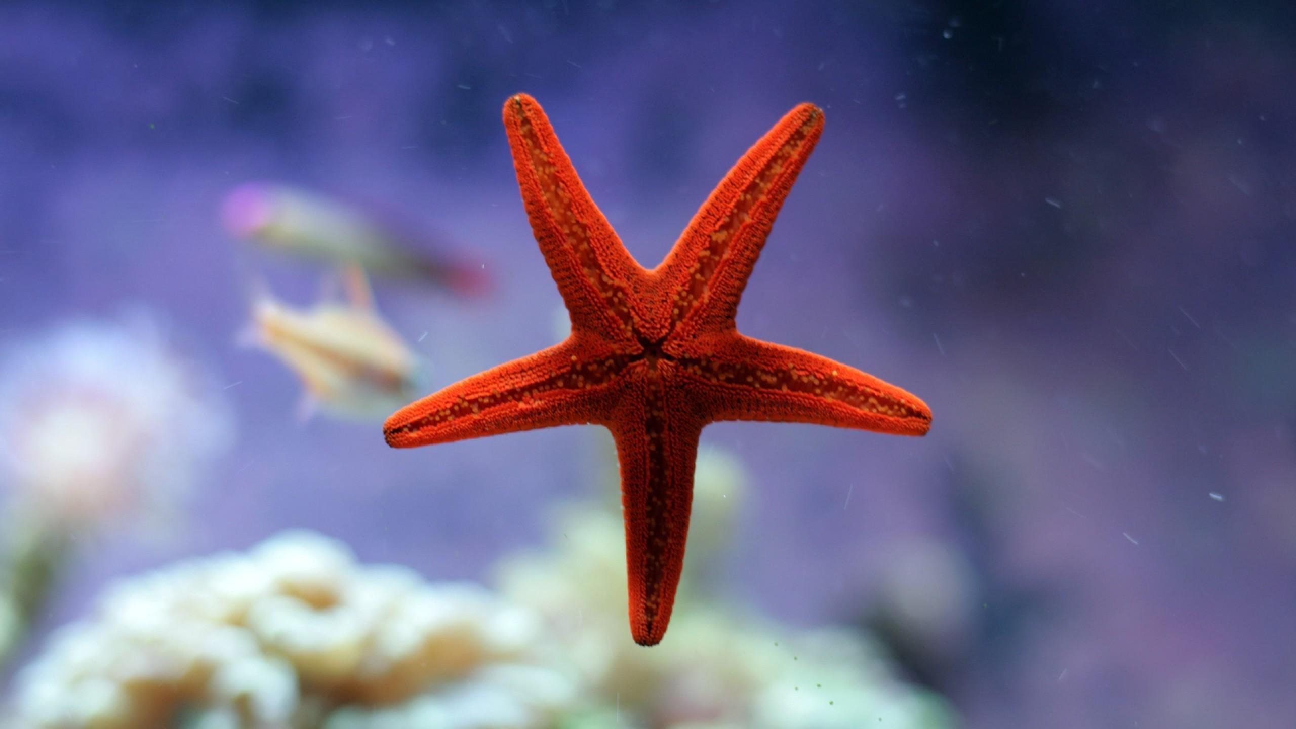 Starfish Blue Pebble wallpaper  Download Best Free wallpapers