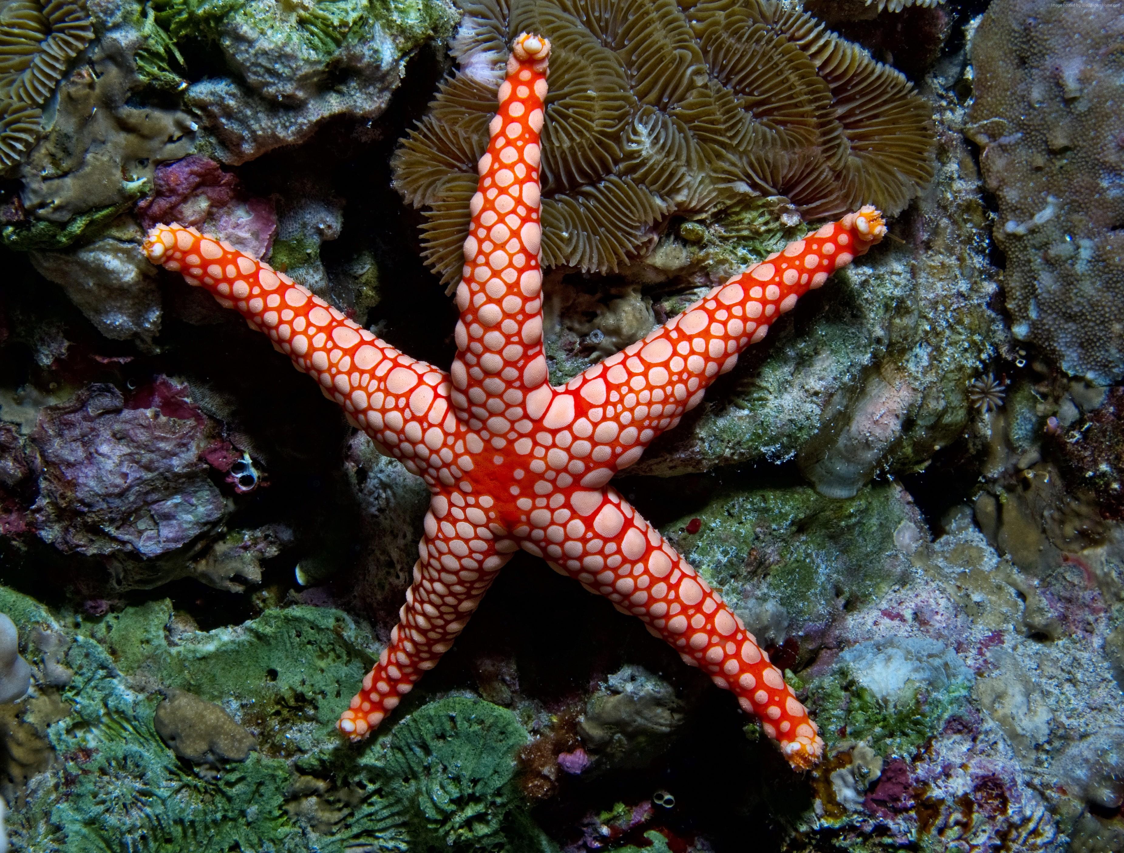 4k Wallpaper Fromia Monilis Sea Starfish Indonesia Indian Pacific