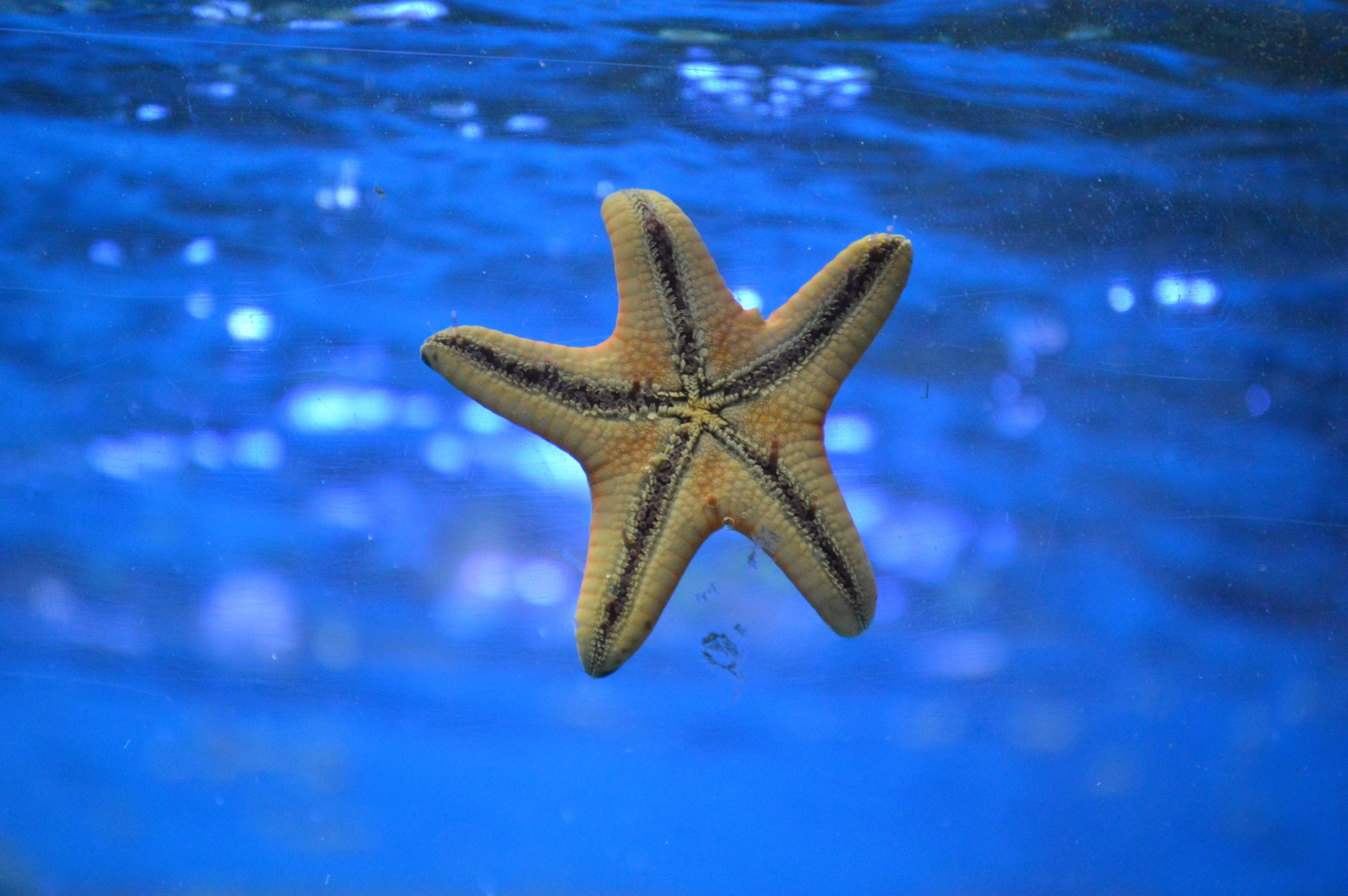 Starfish Underwater Swim , Image, Wallpaper, HD