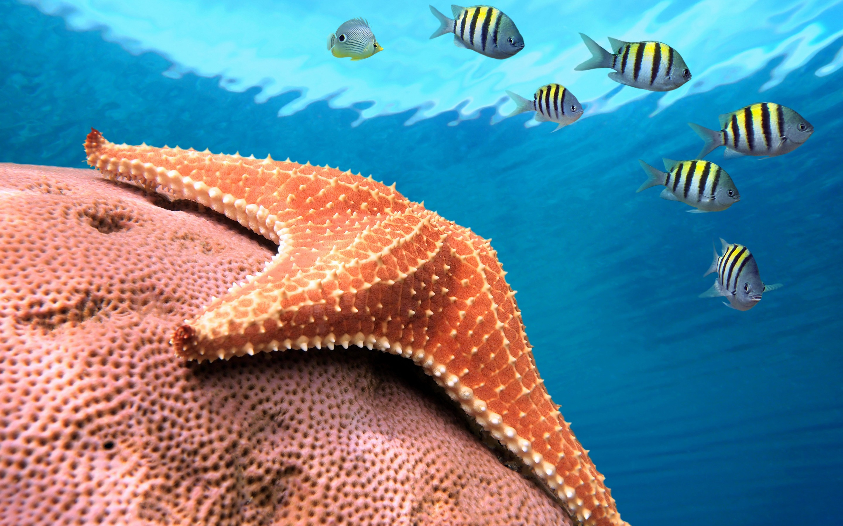 Starfish HD Wallpaper and Background Image