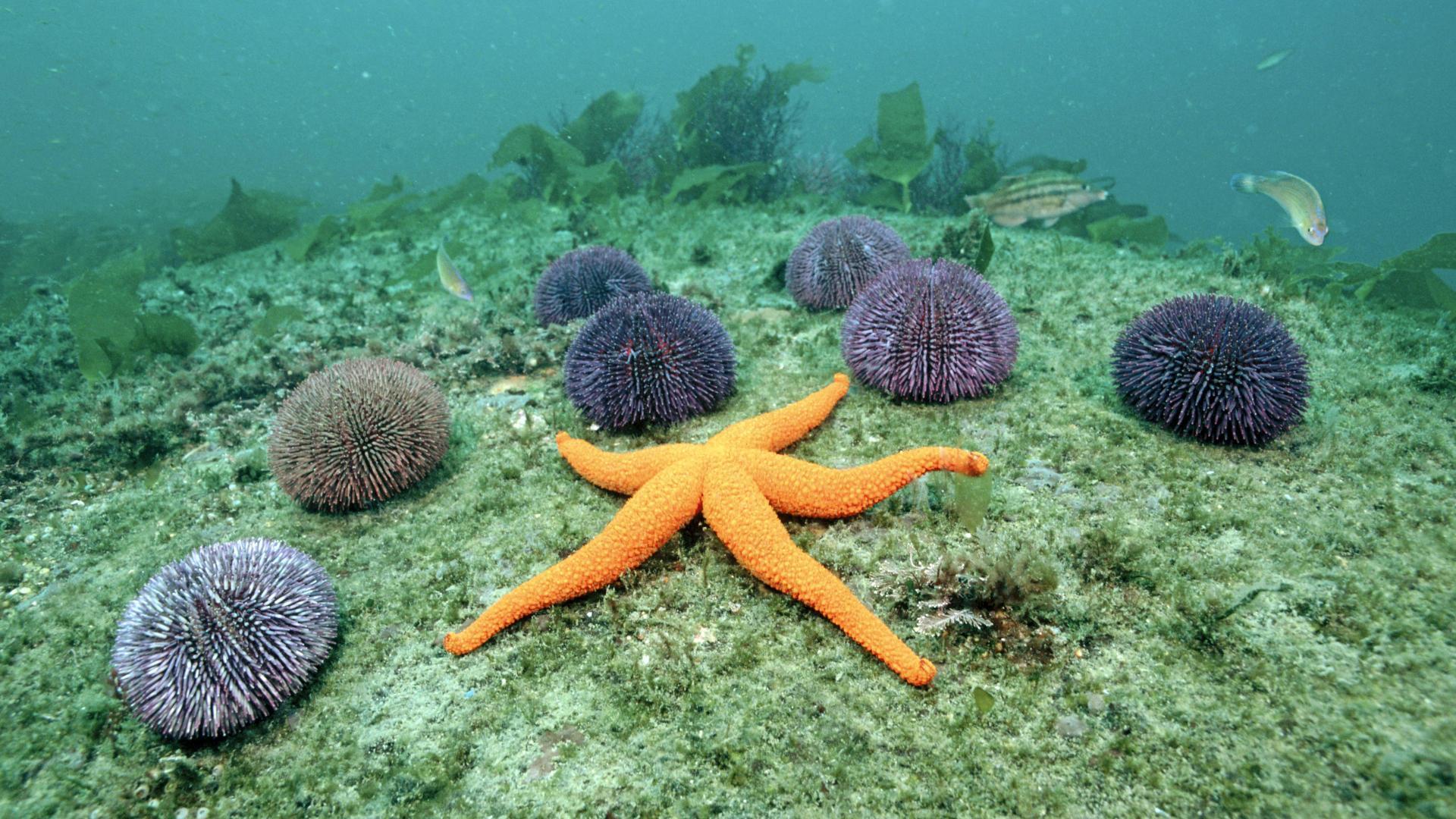 Starfish Underwater HD Wallpaper, Background Image