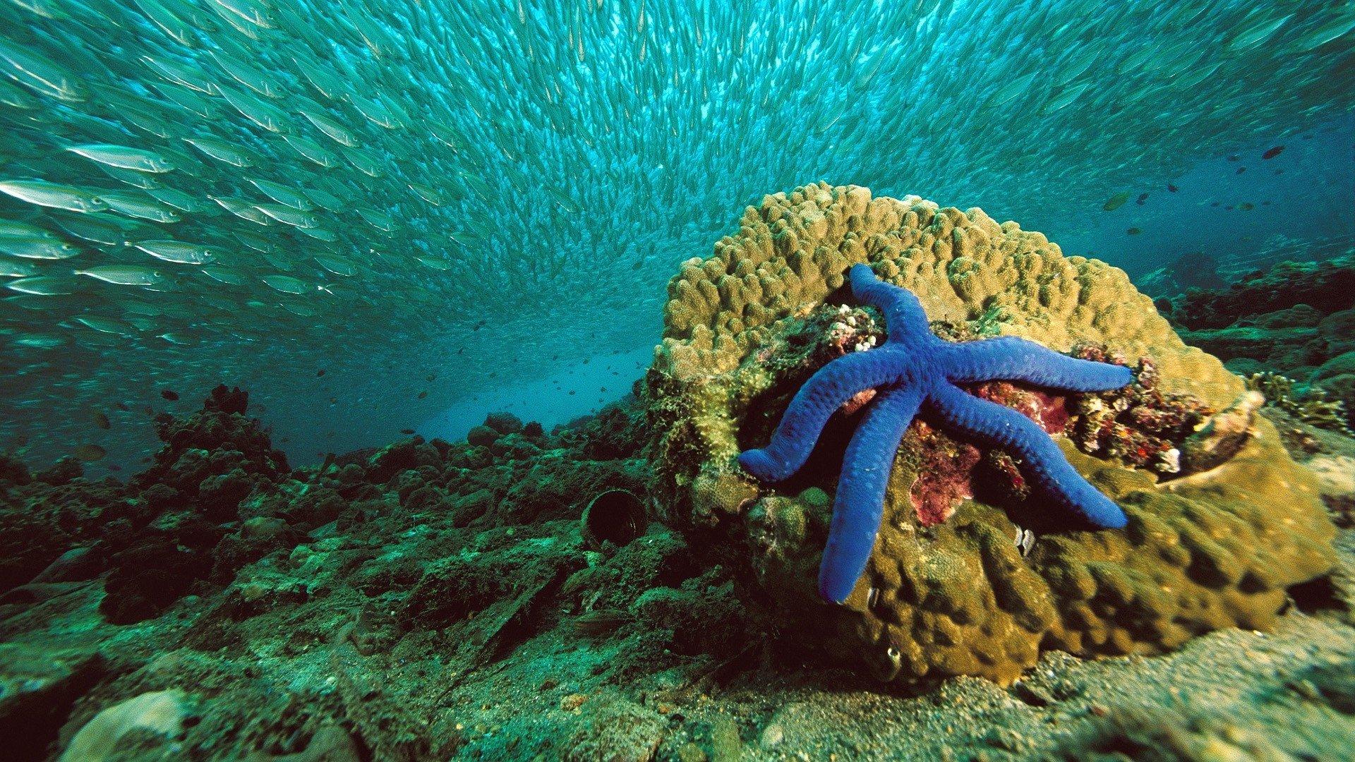 nature, Starfish, Sea, Water, Underwater, Fish, Coral Wallpaper HD