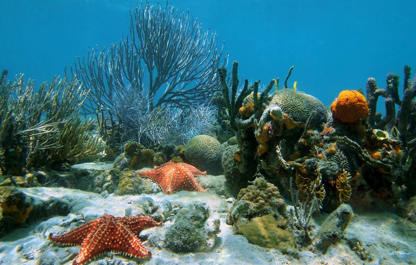 Wallpaper underwater, ocean, sand, tropical, starfish, reef, coral