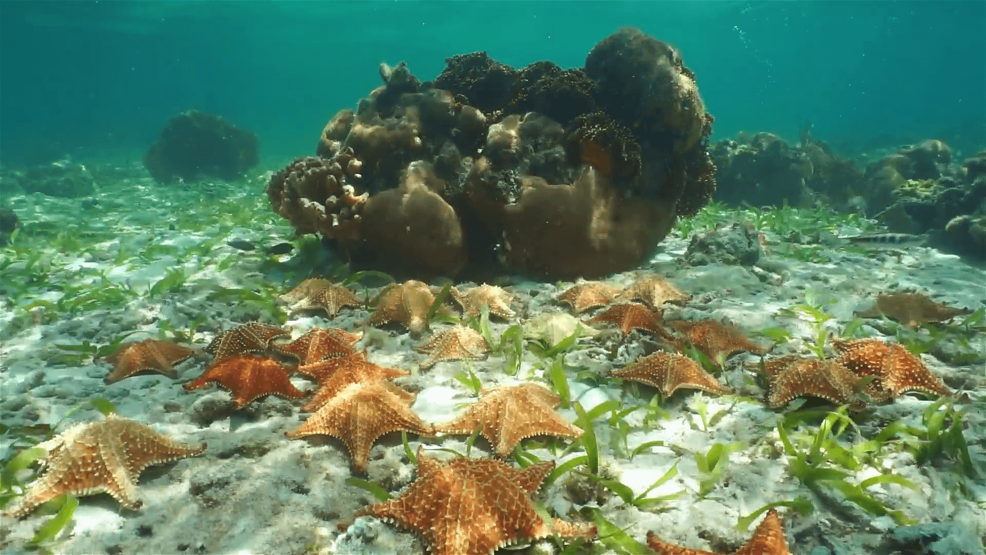 Group of starfish, Cushion sea star, underwater on the seabed