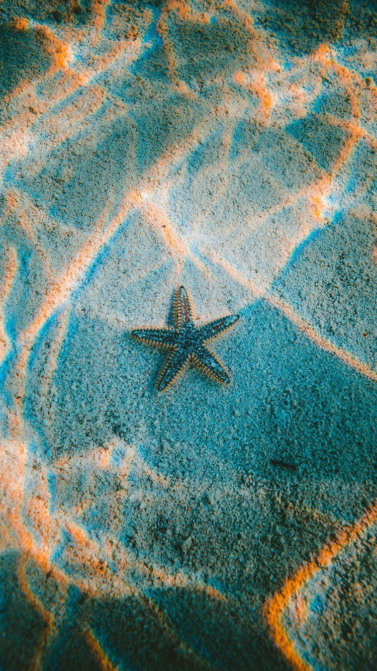 Starfish Sea Beach Nature. Wallpaper. Wallpaper