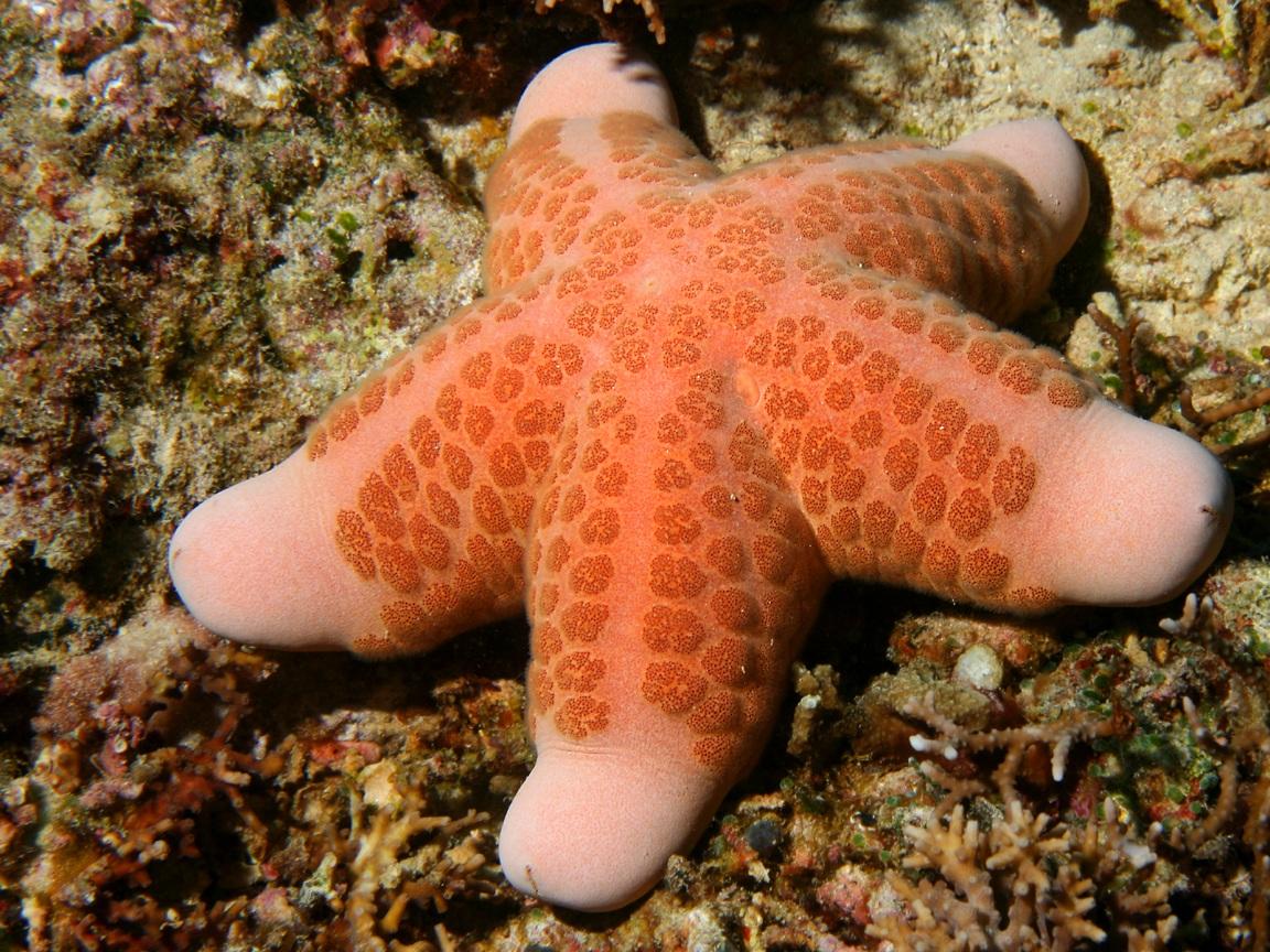 Sea Star Wallpaper