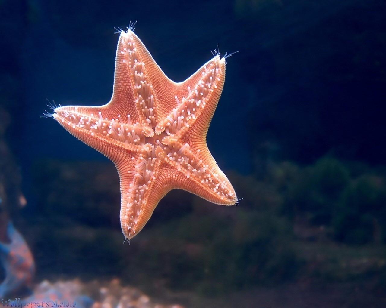 1280x1024 Starfish, Underwater, Swimming, Sea wallpaper