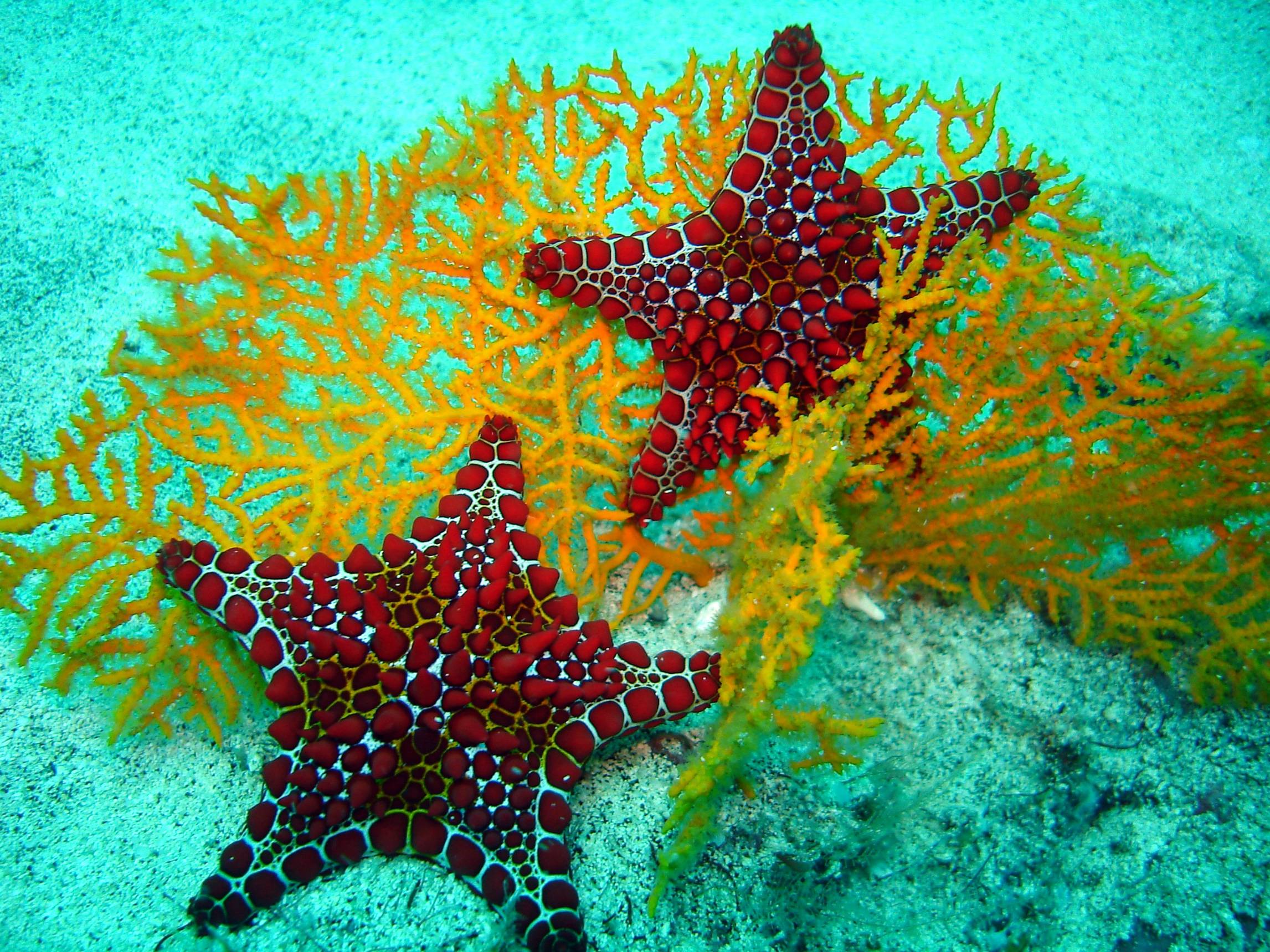 Free download Red Sea Star and Yellow Coral This red sea star