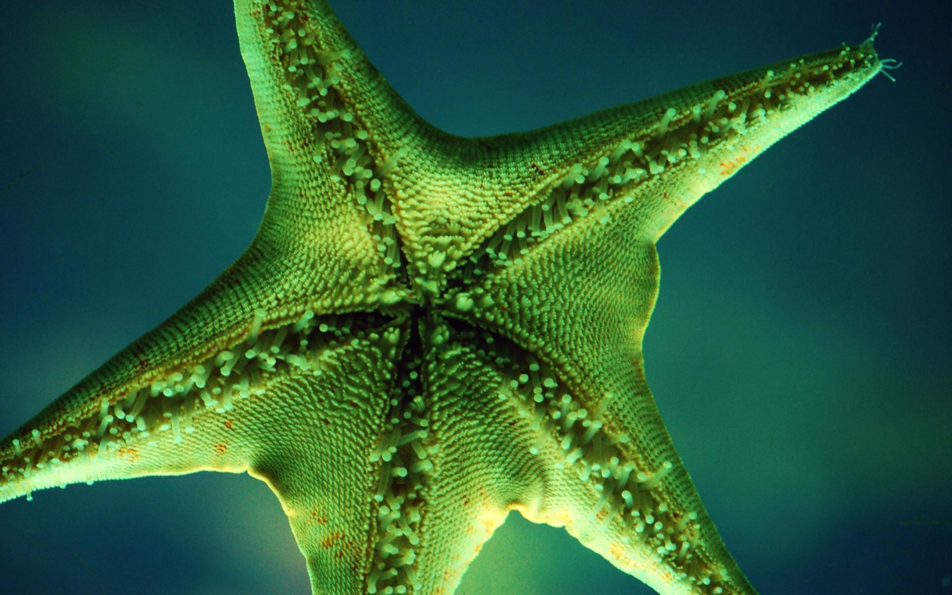 Beaches: Coral Reefs Starfish Ocean Photography Underwater Wallpaper