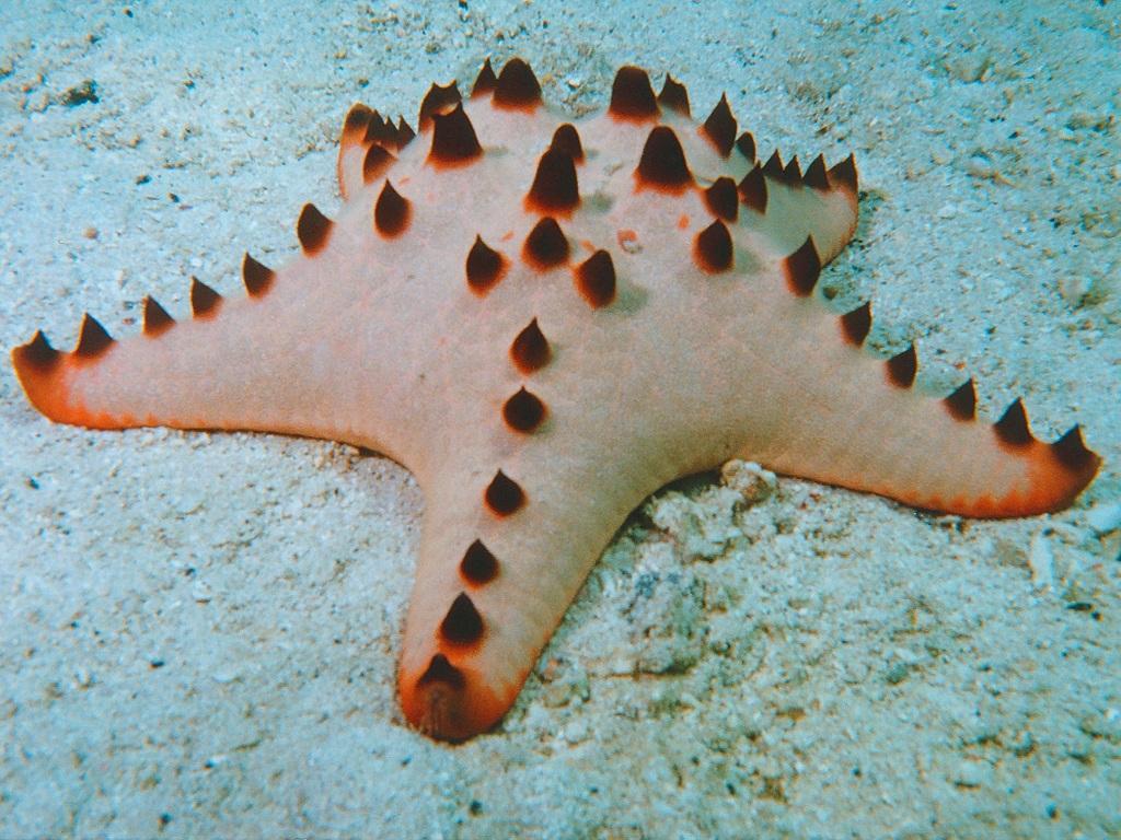 Sea Star Wallpaper
