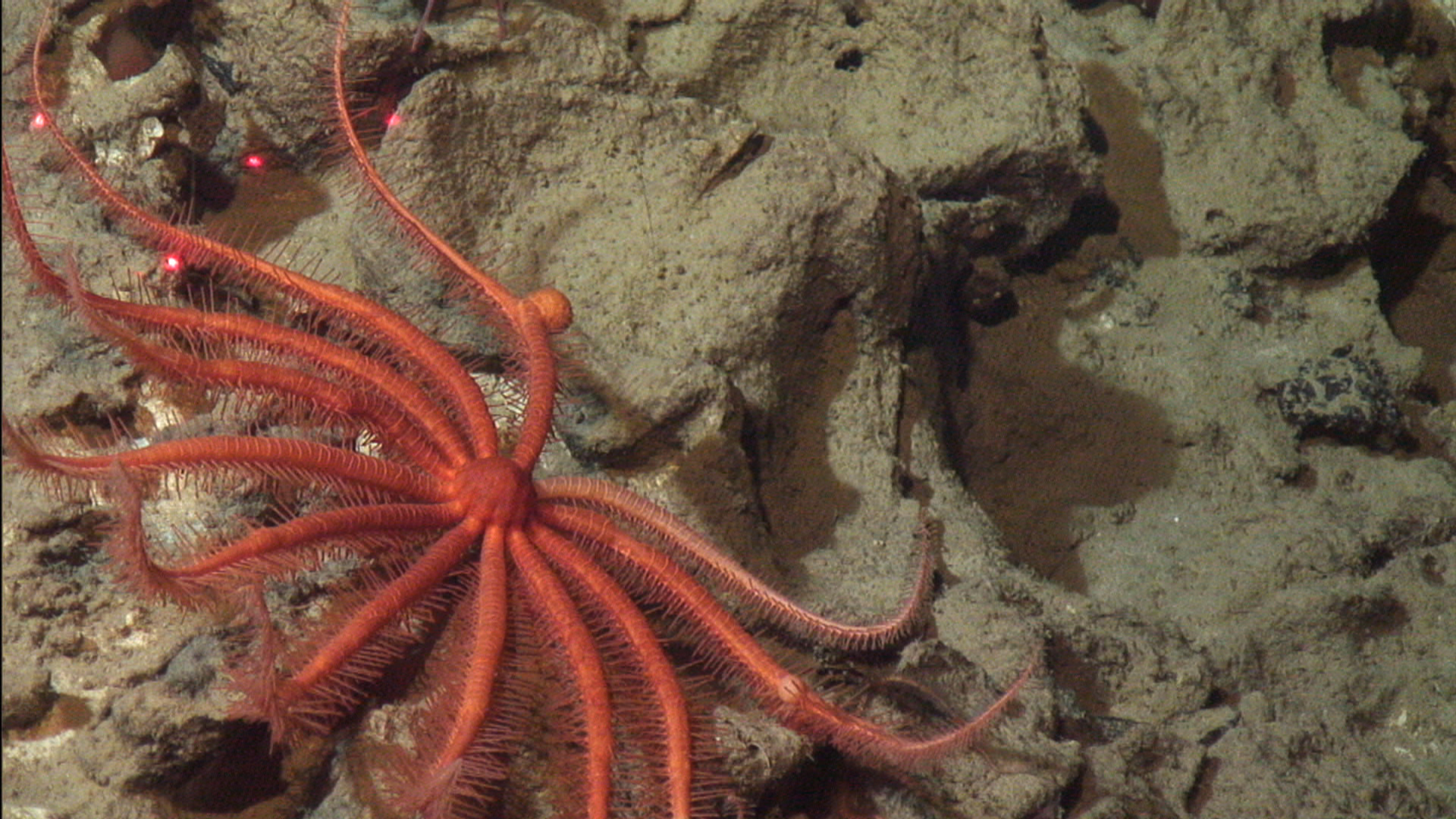 Old Bombs, Chemical Weapons Now Home For Deep Sea Starfish