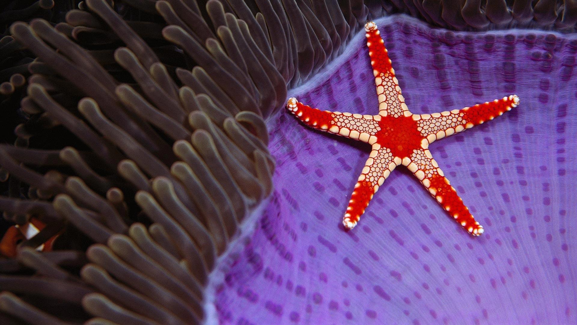 Red and beige starfish illustration, underwater, sea, nature
