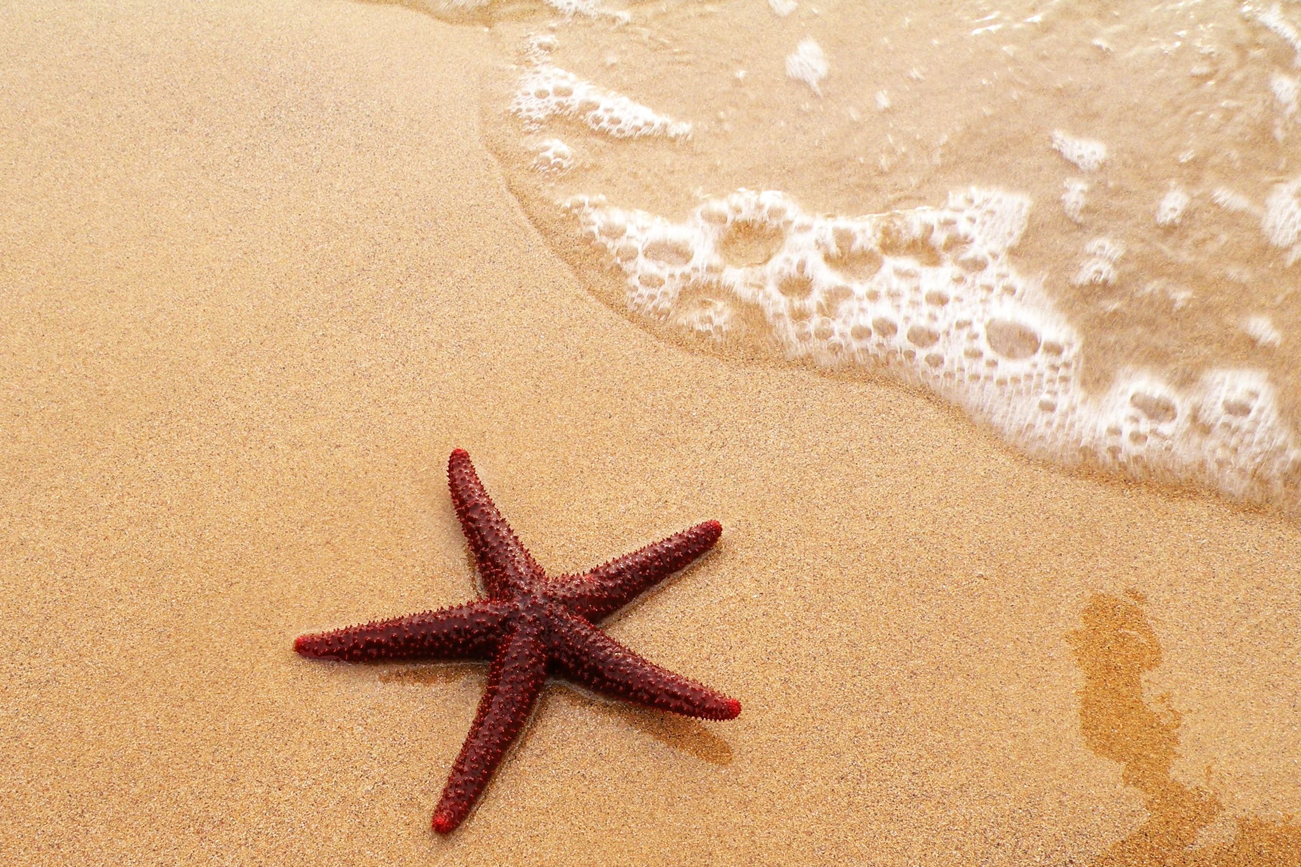 starfish, Ocean, Sea, Sealife, Fish, Bokeh Wallpaper HD / Desktop