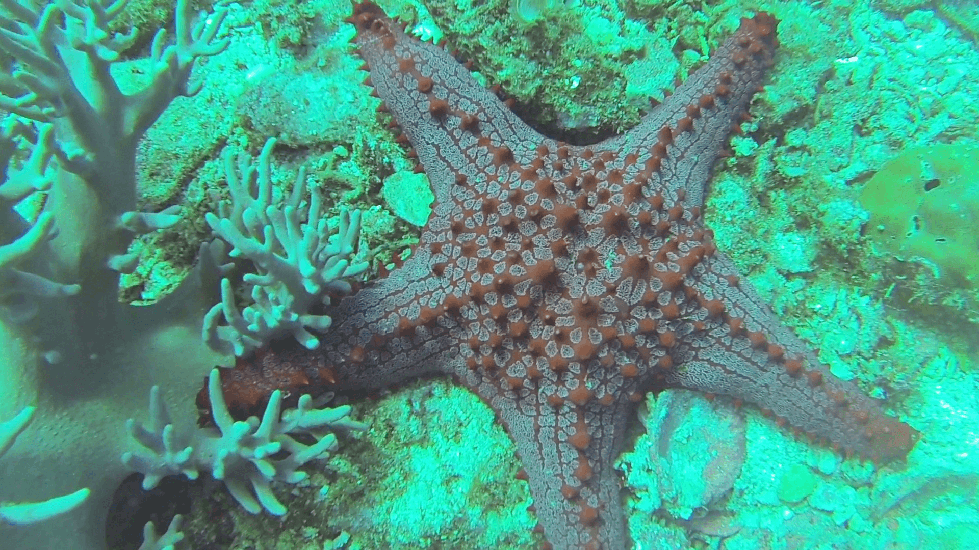 Starfish on the sandy bottom.Sea Star Underwater in Ocean. Stock