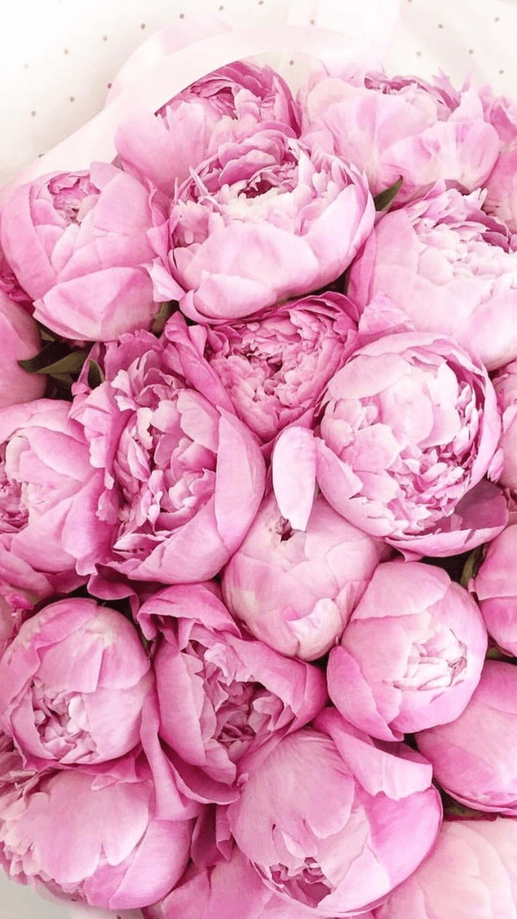 Blooming pink peonies background Beauti  Stock Video  Pond5