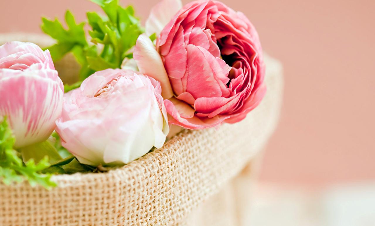 Image Pink color flower Peonies