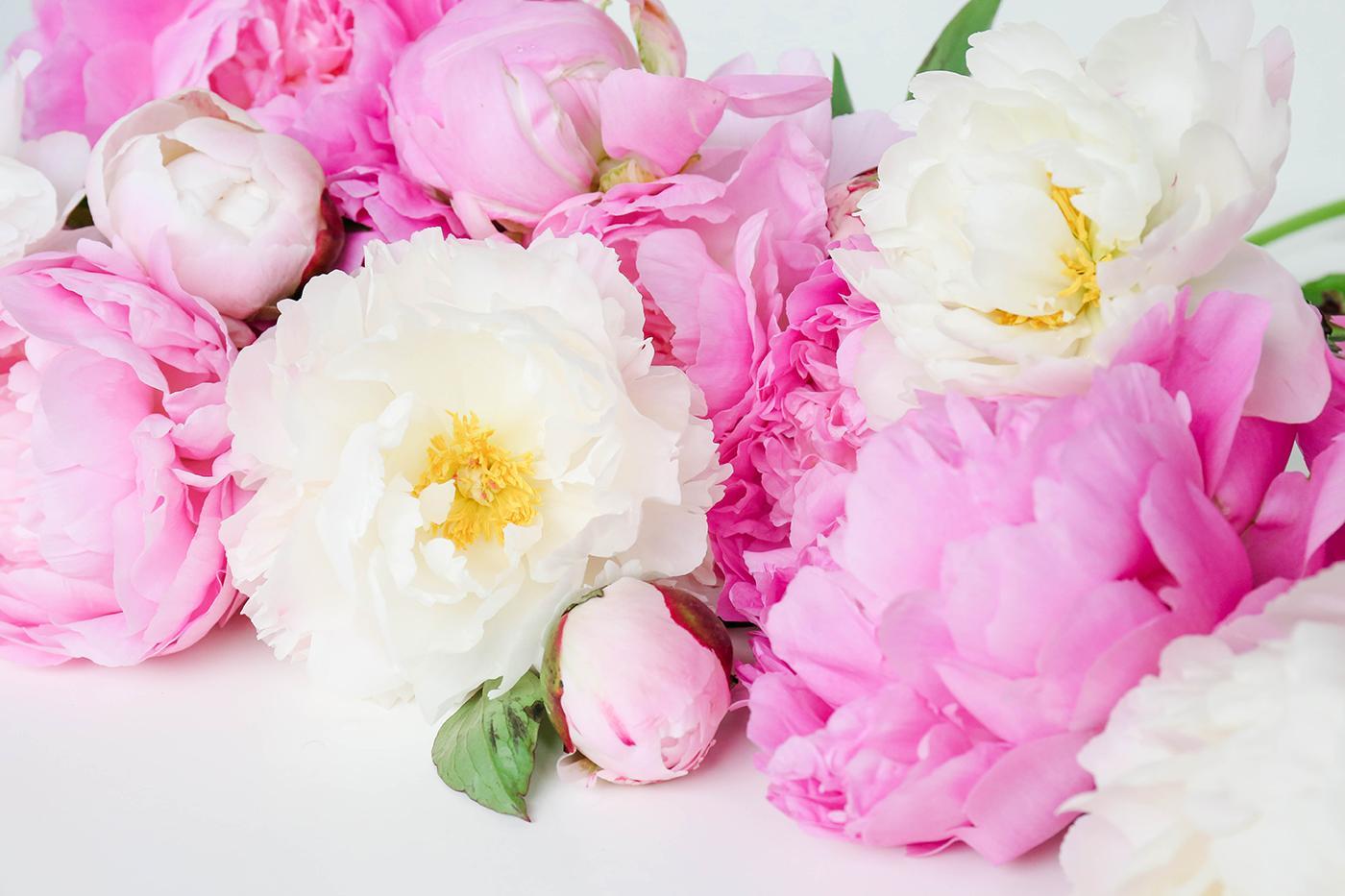 Pink Peonies Pastel Wallpaper Peony Flowers Free Wallpaper