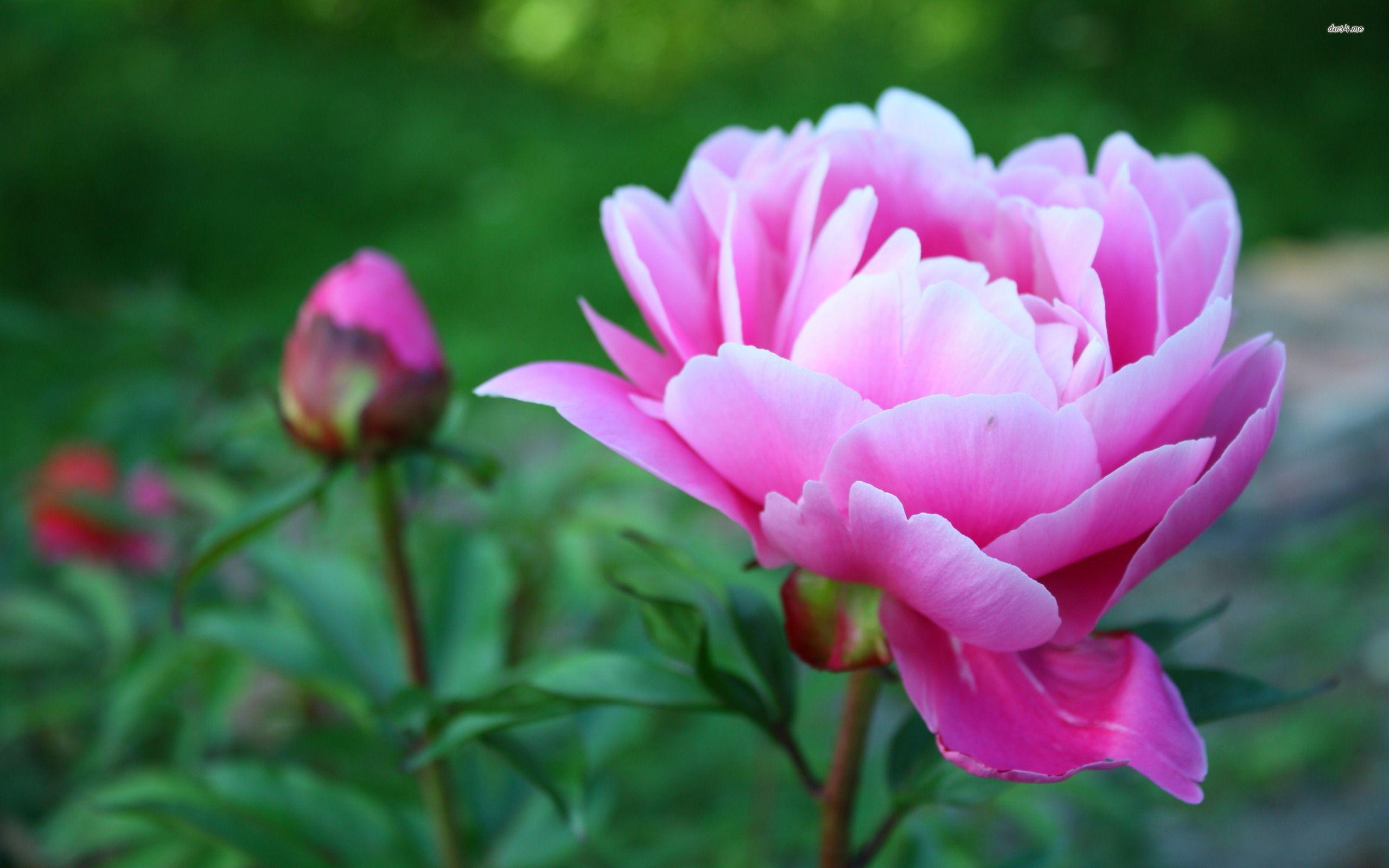 Pink peony wallpaper wallpaper