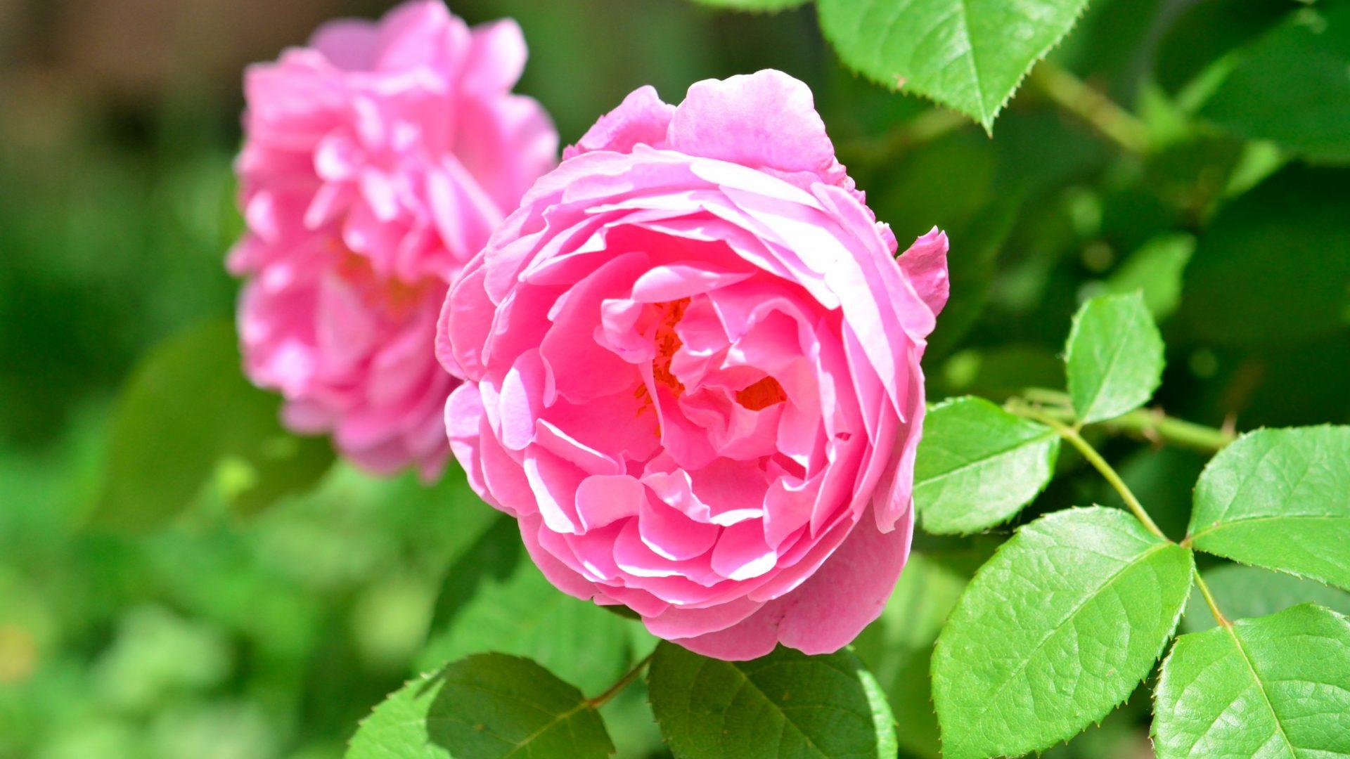 Flowers wallpaper: Beautiful Pink Peonies Pretty Wallpaper