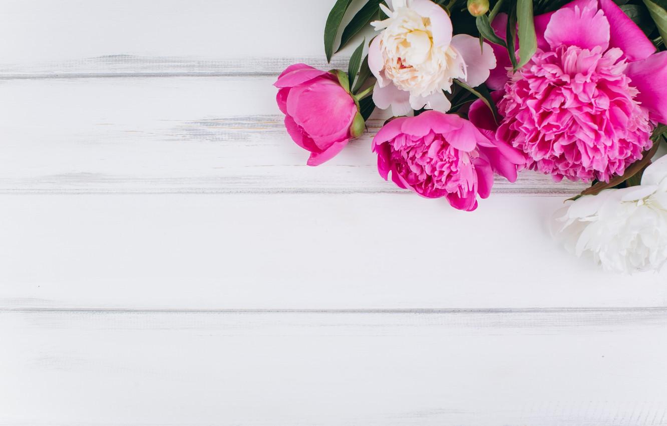 Wallpaper flowers, pink, white, white, wood, pink, flowers, peonies