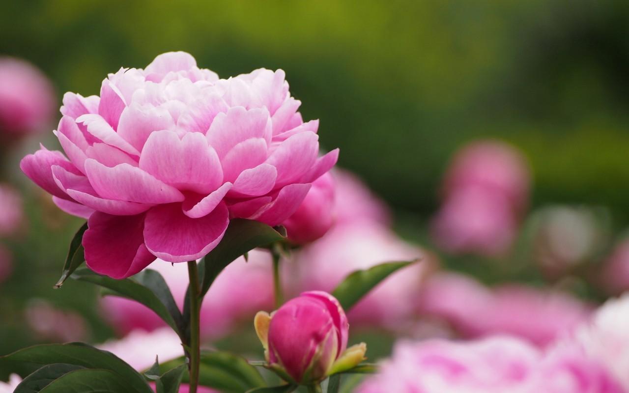 Pink Peonies Flowers Wallpapers - Wallpaper Cave