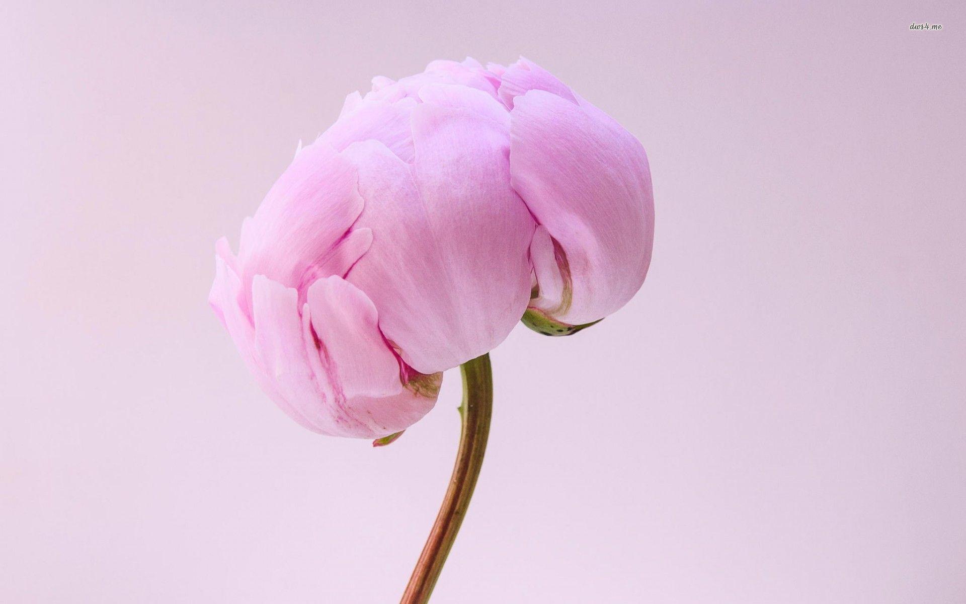 Pink peony wallpaper wallpaper