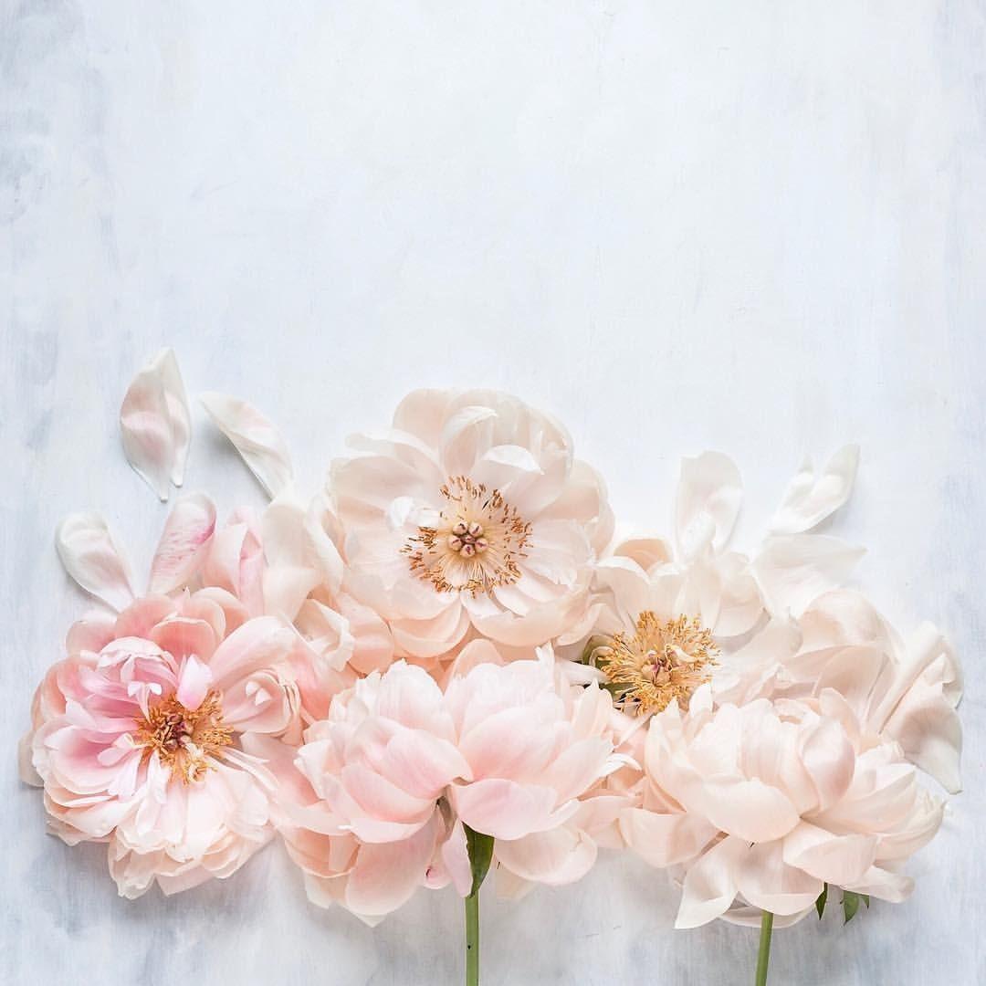 Peony Flower Wallpaper Nice Wallpaper
