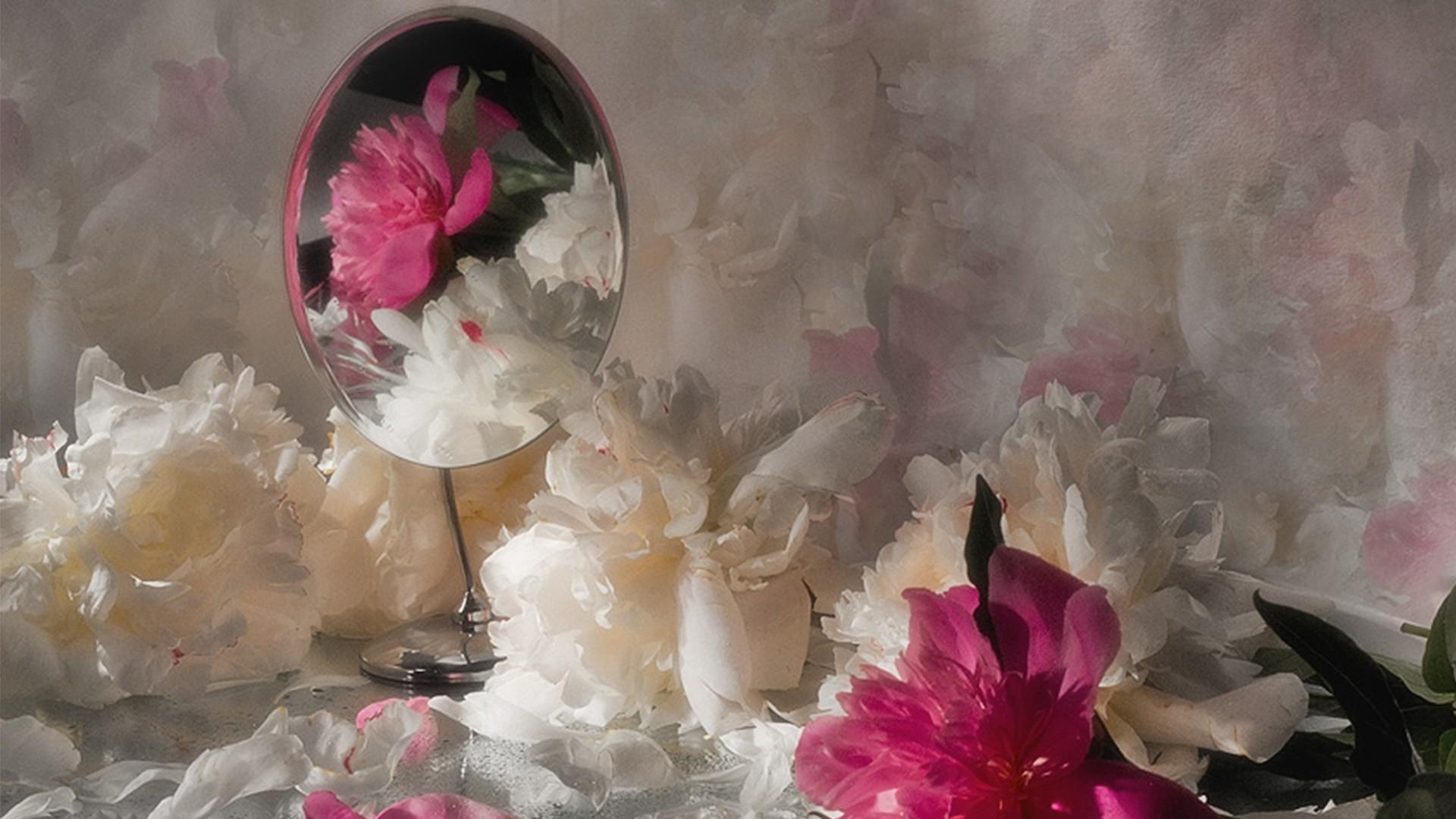 Flowers: Flowers Pink Peonies White Flower Wallpaper Galleries