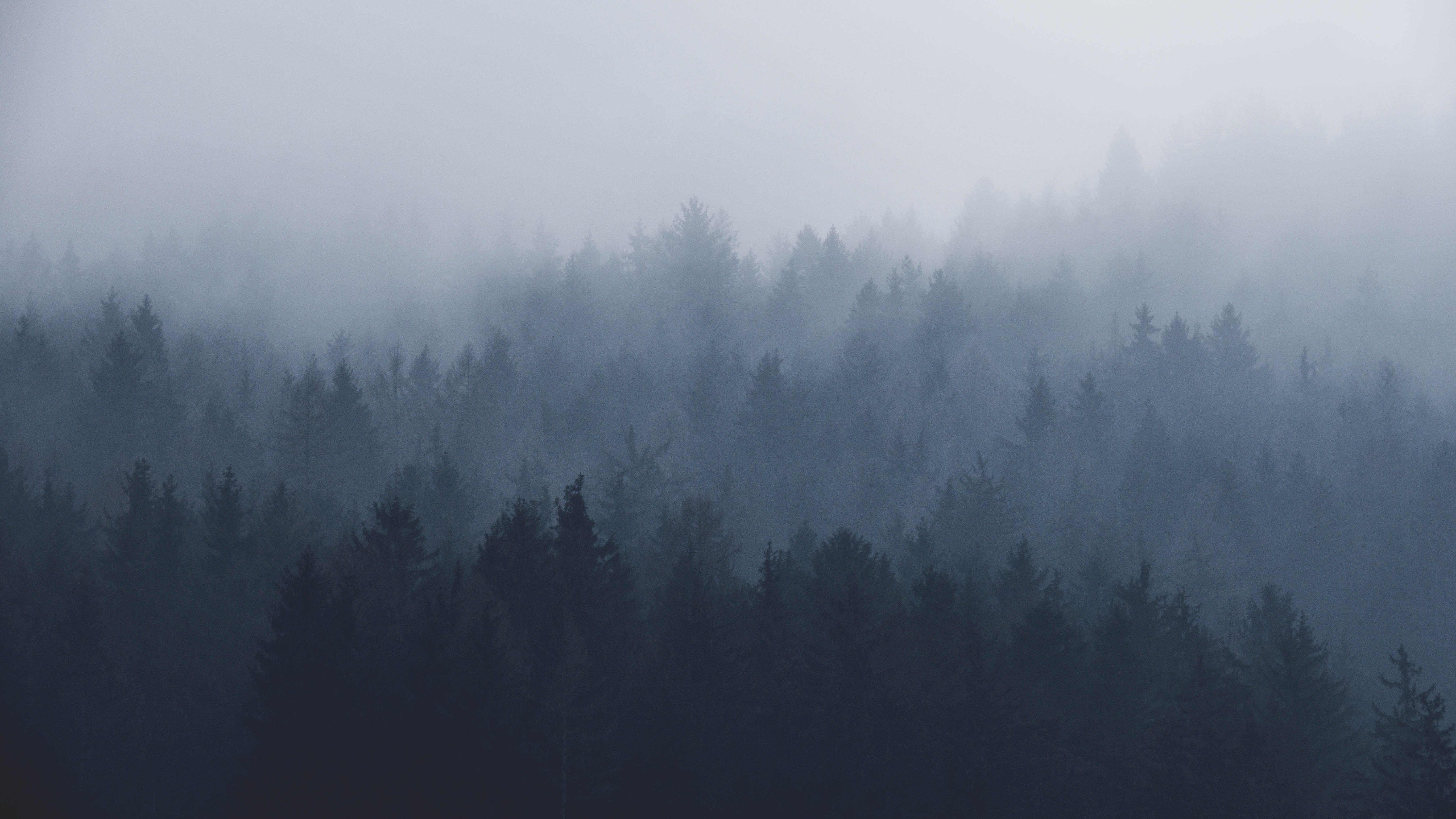 Misty Forest Wallpapers - Wallpaper Cave