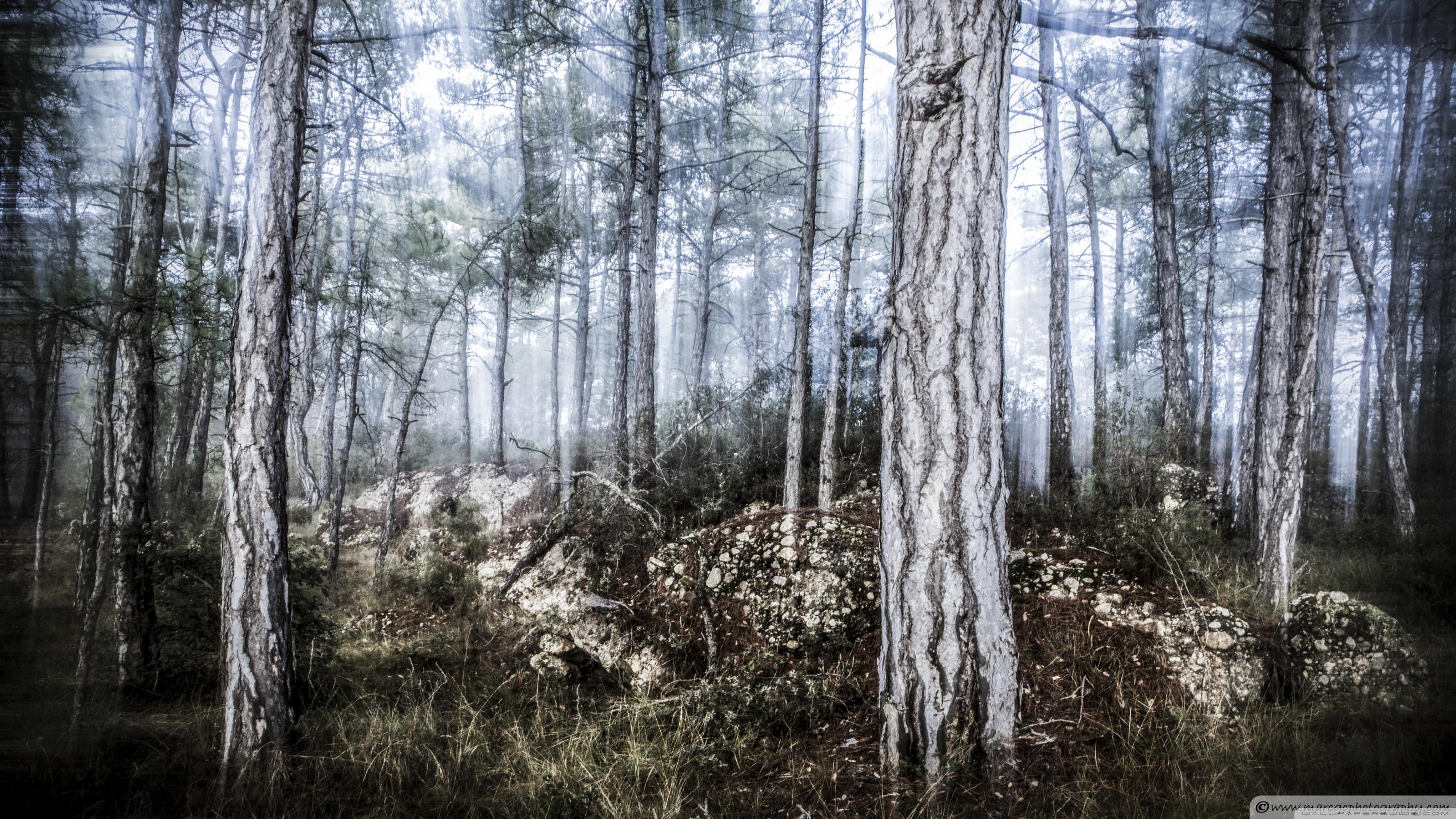 The Misty Forest ❤ 4K HD Desktop Wallpaper for 4K Ultra HD TV