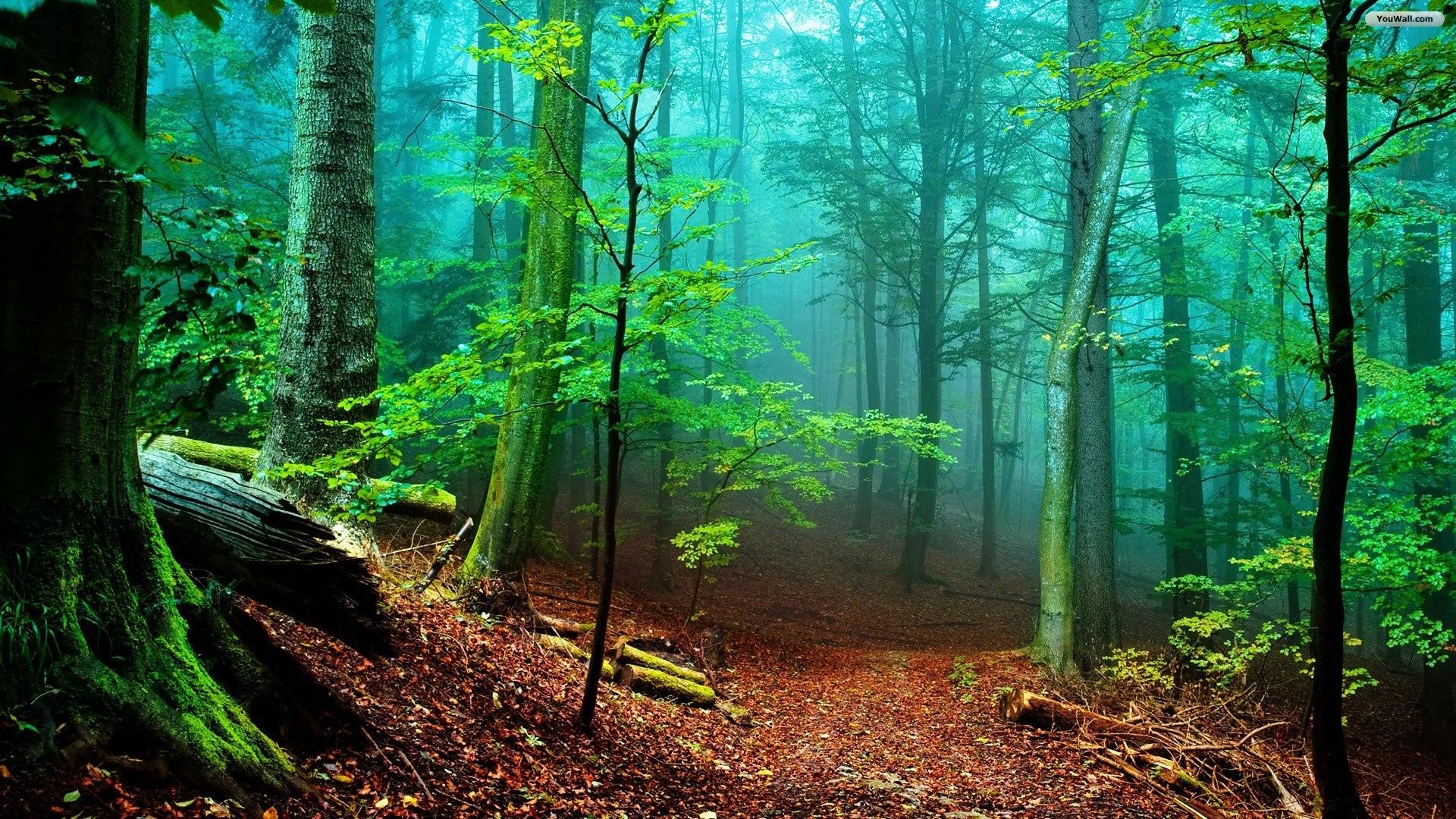 Misty Forest Wallpaper Background Wallpaper Free Amazing Cool