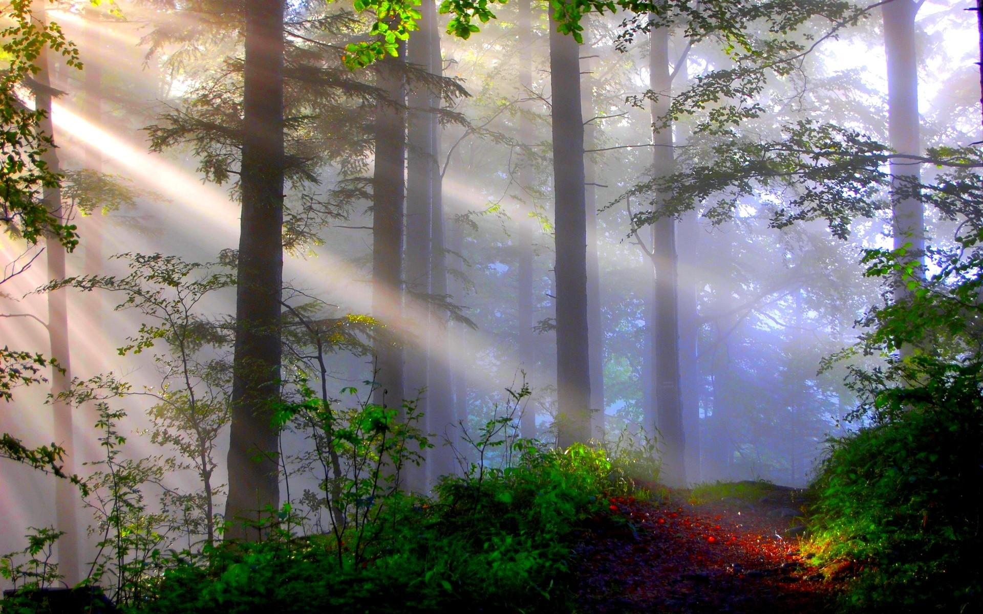 Lighted Misty Forest Wallpaper Forest Free Wallpaper