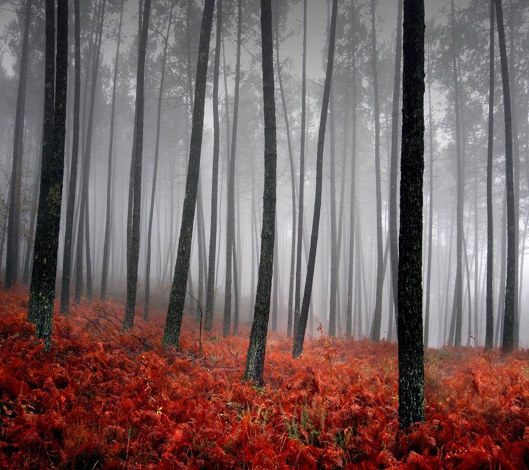 Misty Forest Wallpaper