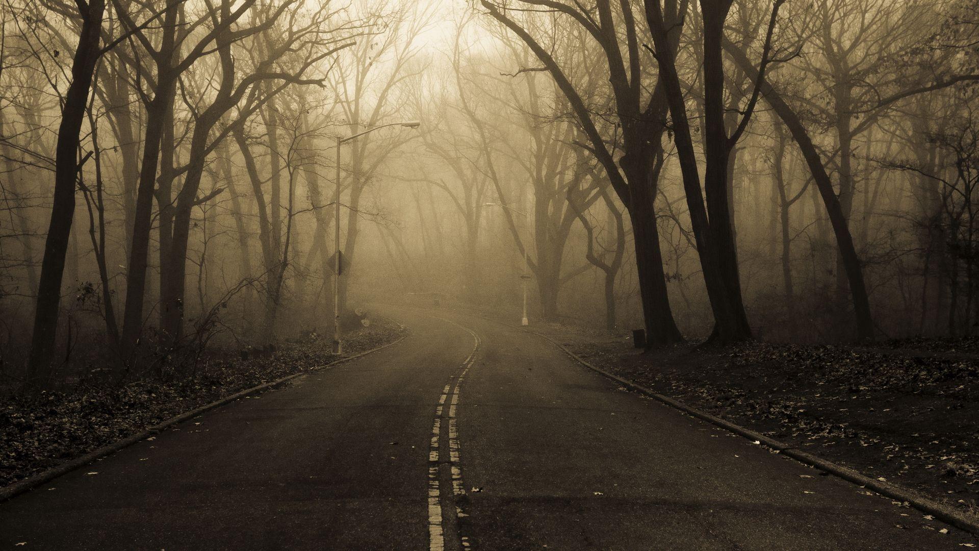 Forest Mist Foggy Nature Road wallpaper Gallery