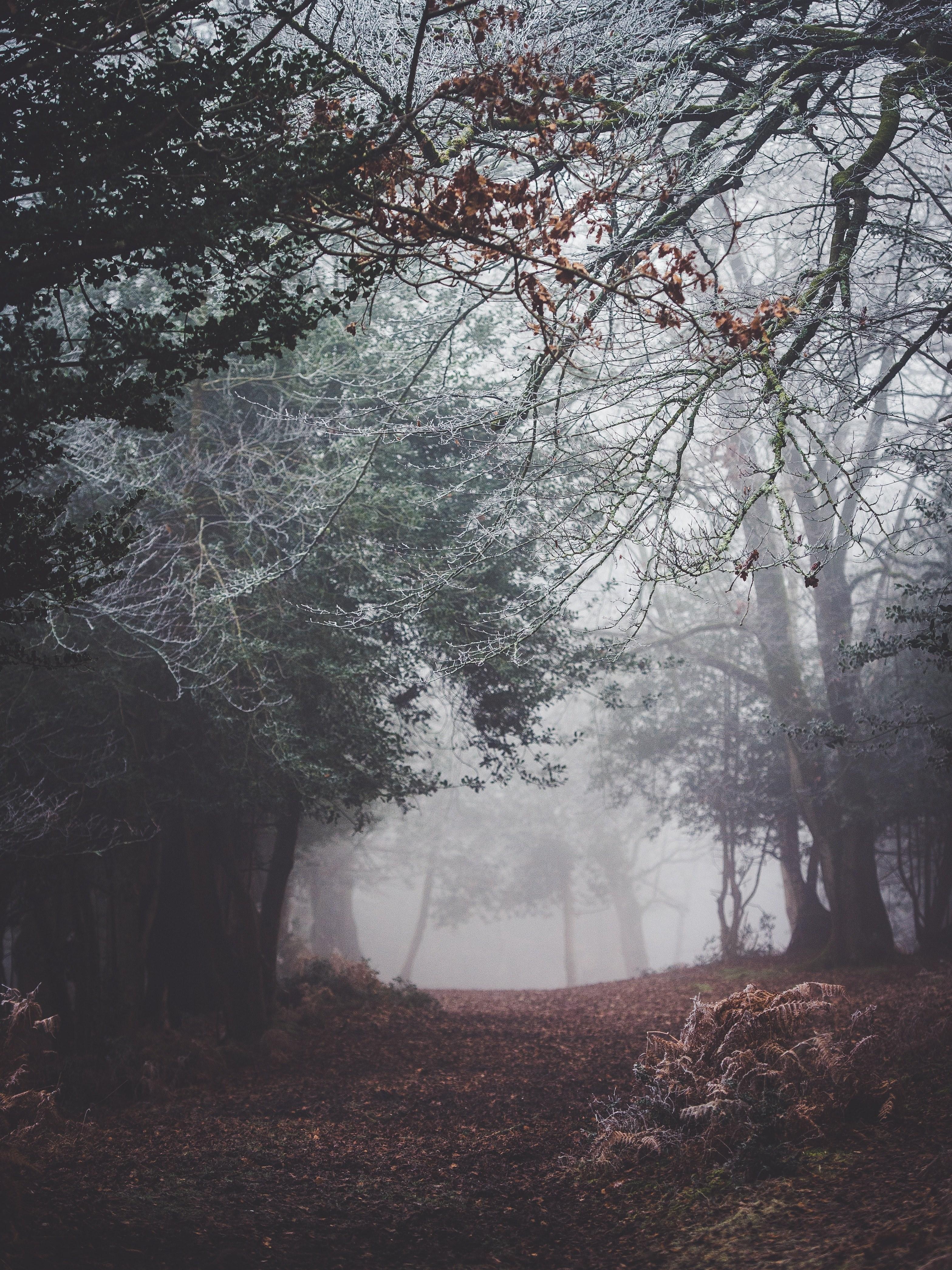 Misty Forest Wallpaper Group , Download for free